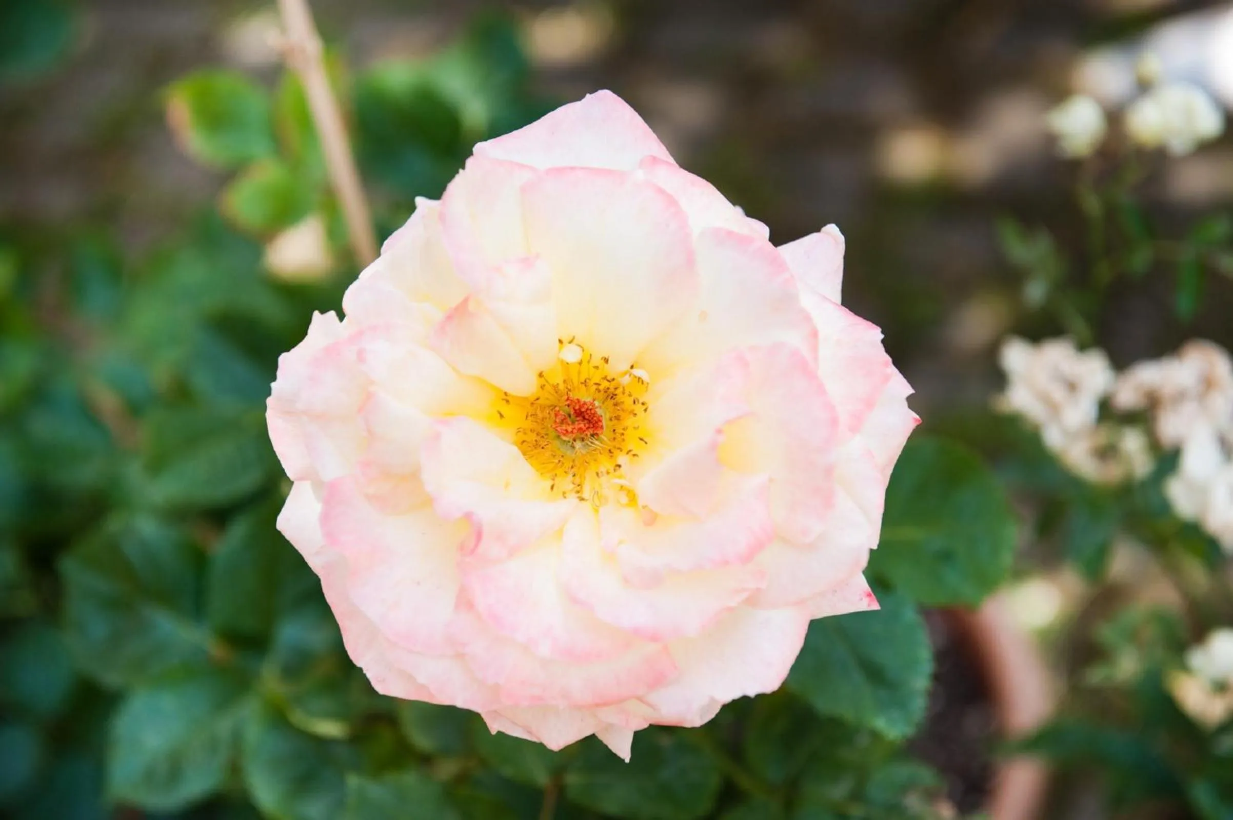Garden in Hotel La Toscana