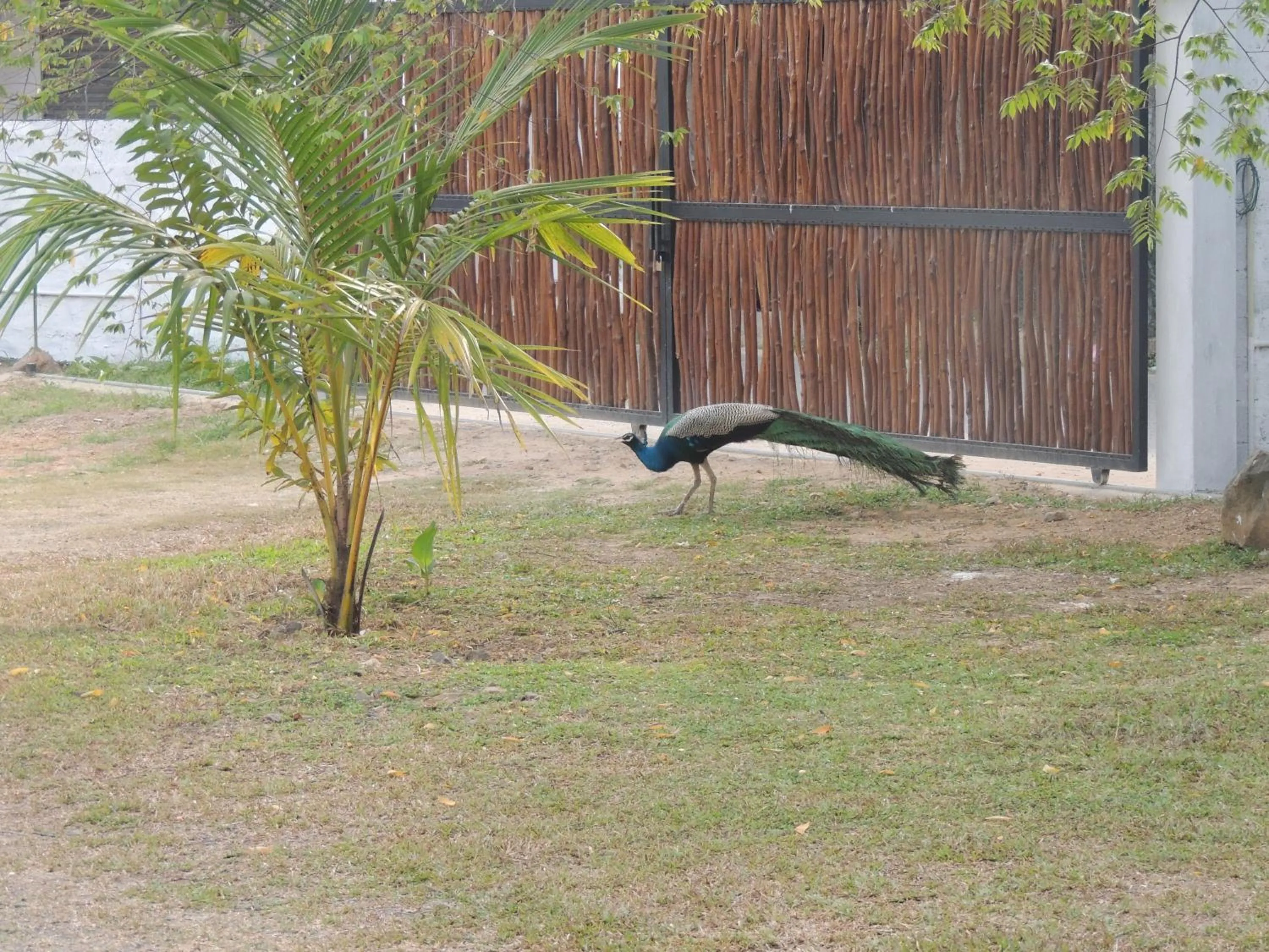 Animals in MA Villa Unawatuna