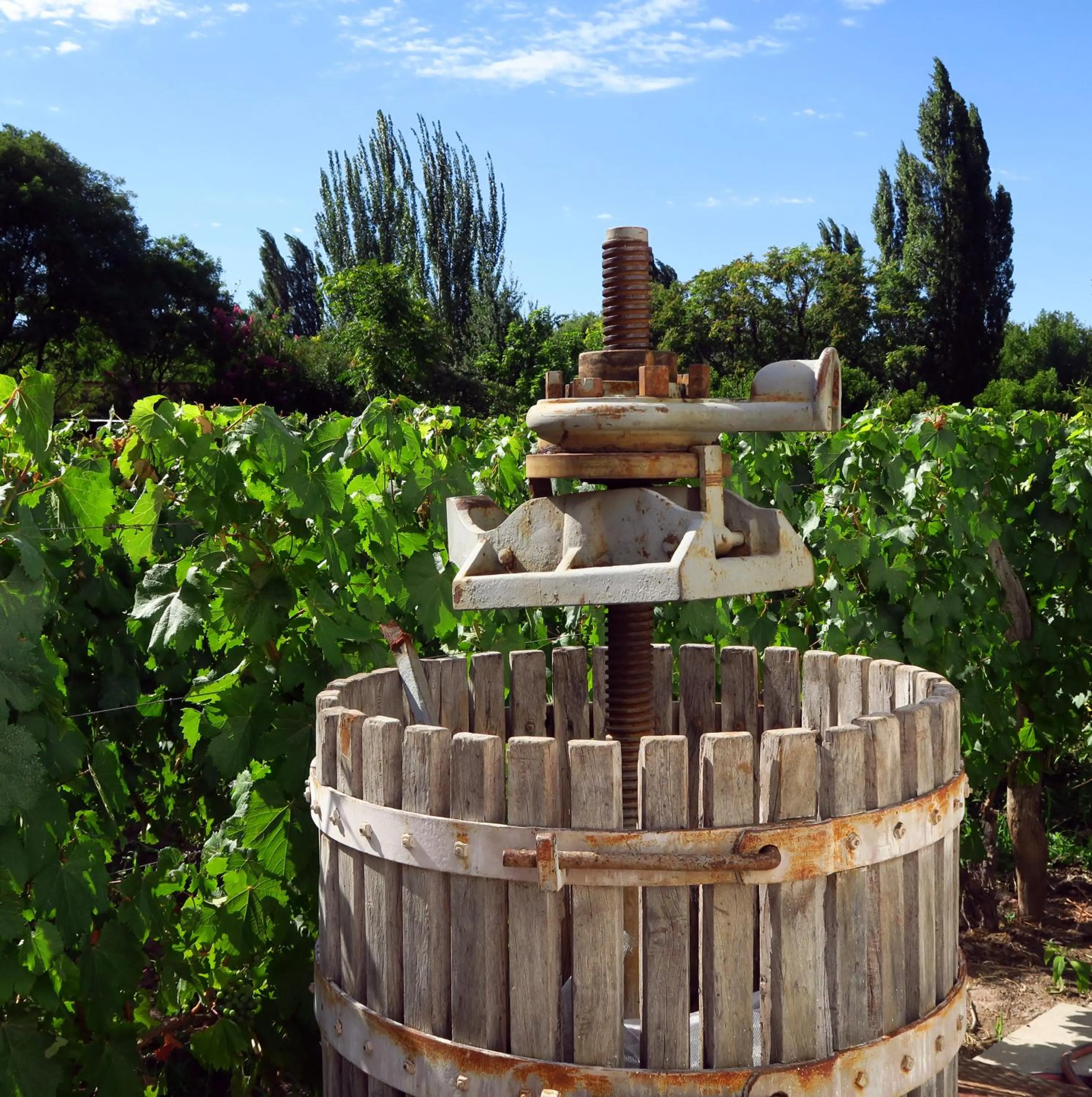 Summer in Finca Adalgisa