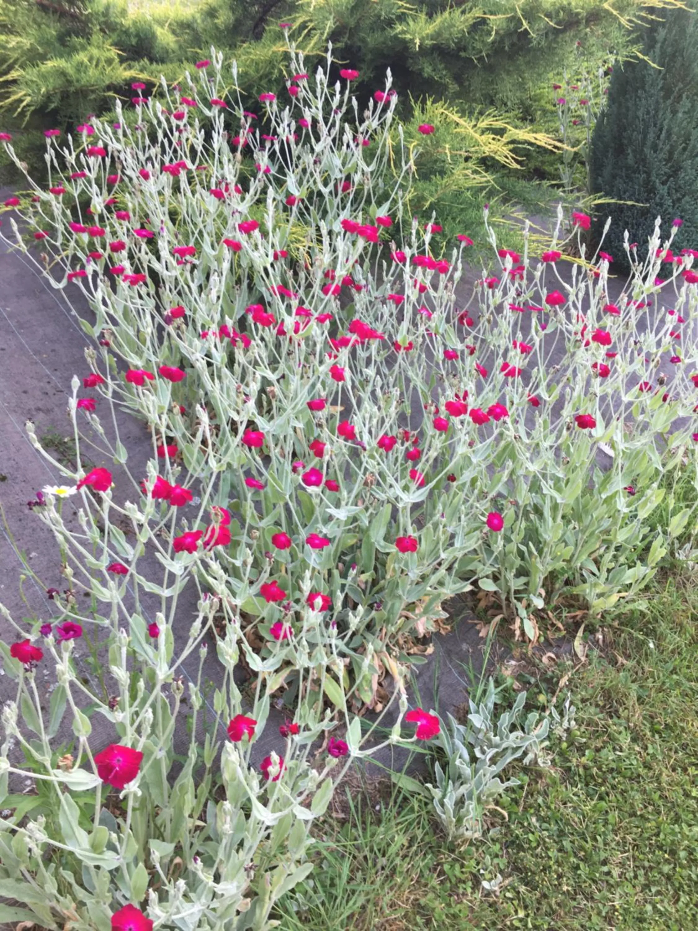 Garden in Chambre d'hôtes Le clos de Rapevache