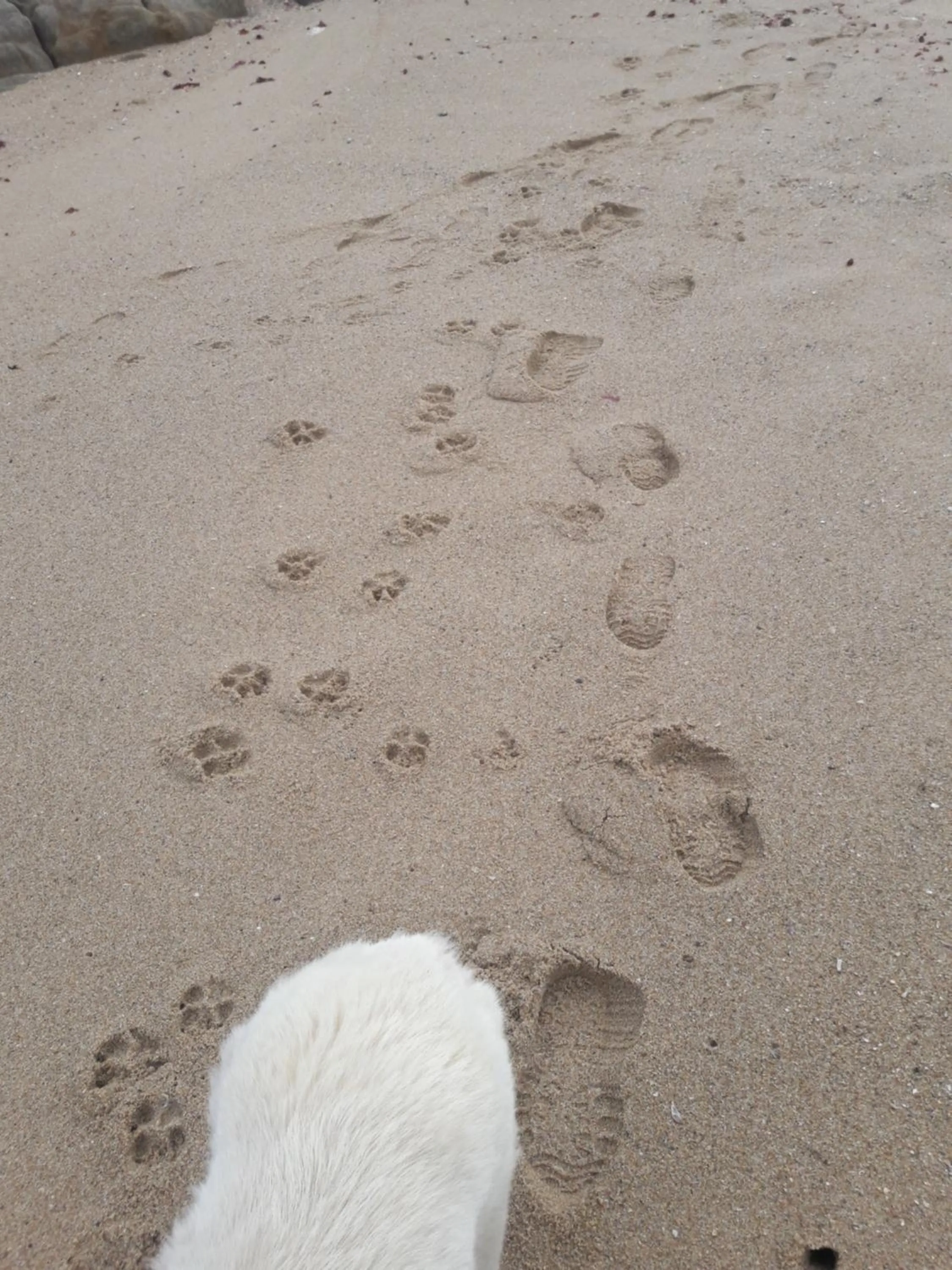 Other in Song of the Whales