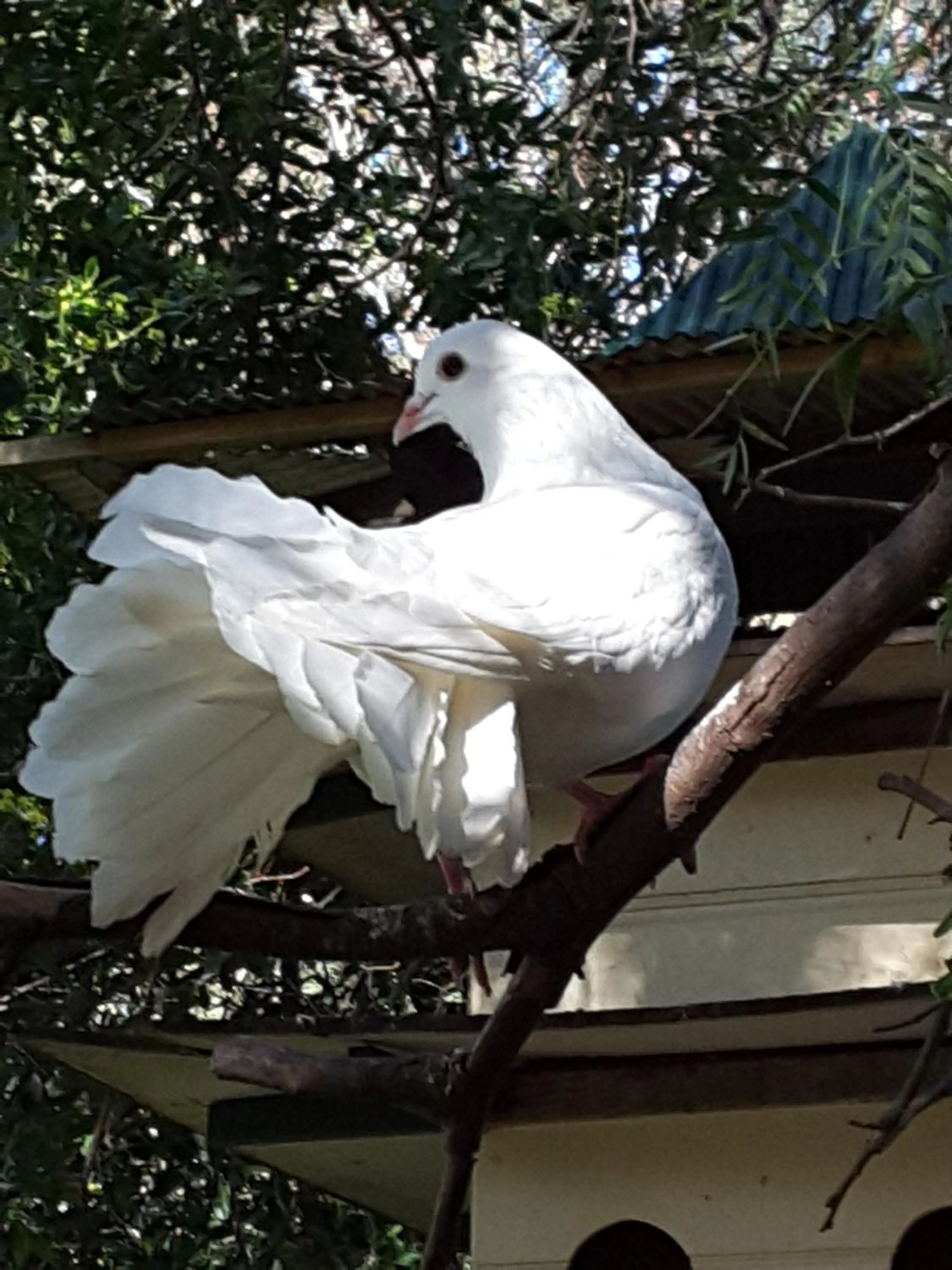 Pets in The Dove Cote
