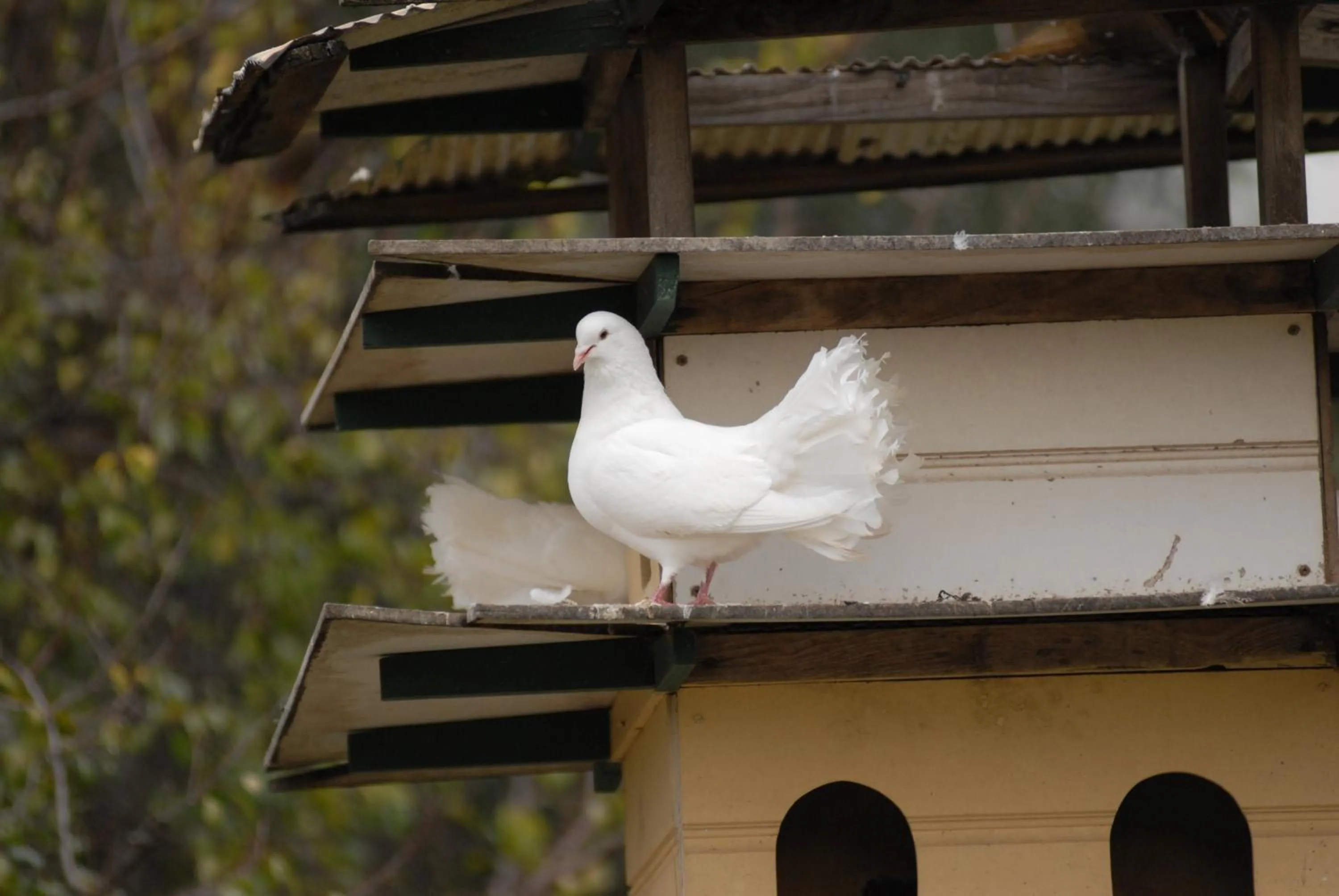 Pets in The Dove Cote