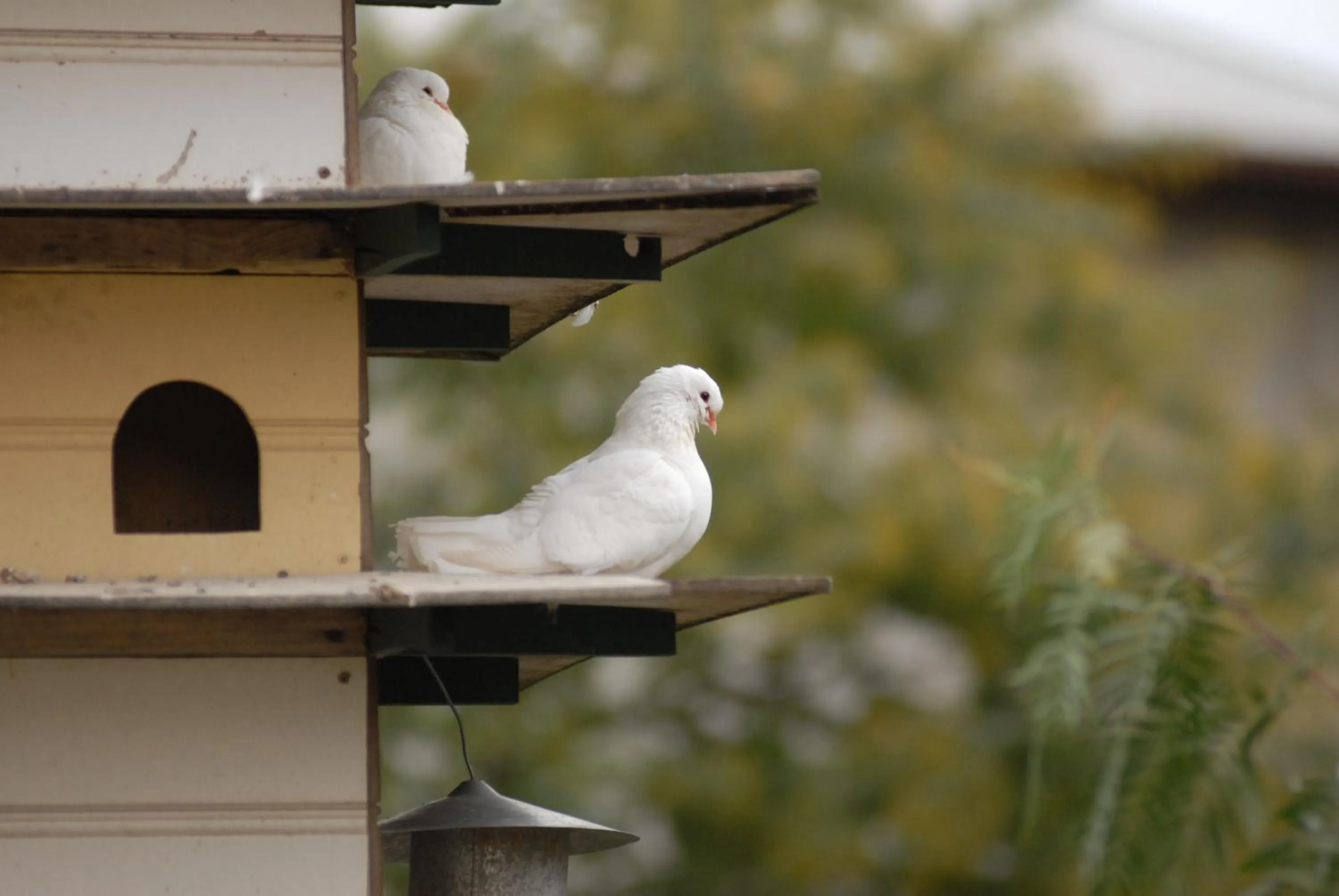 Pets in The Dove Cote