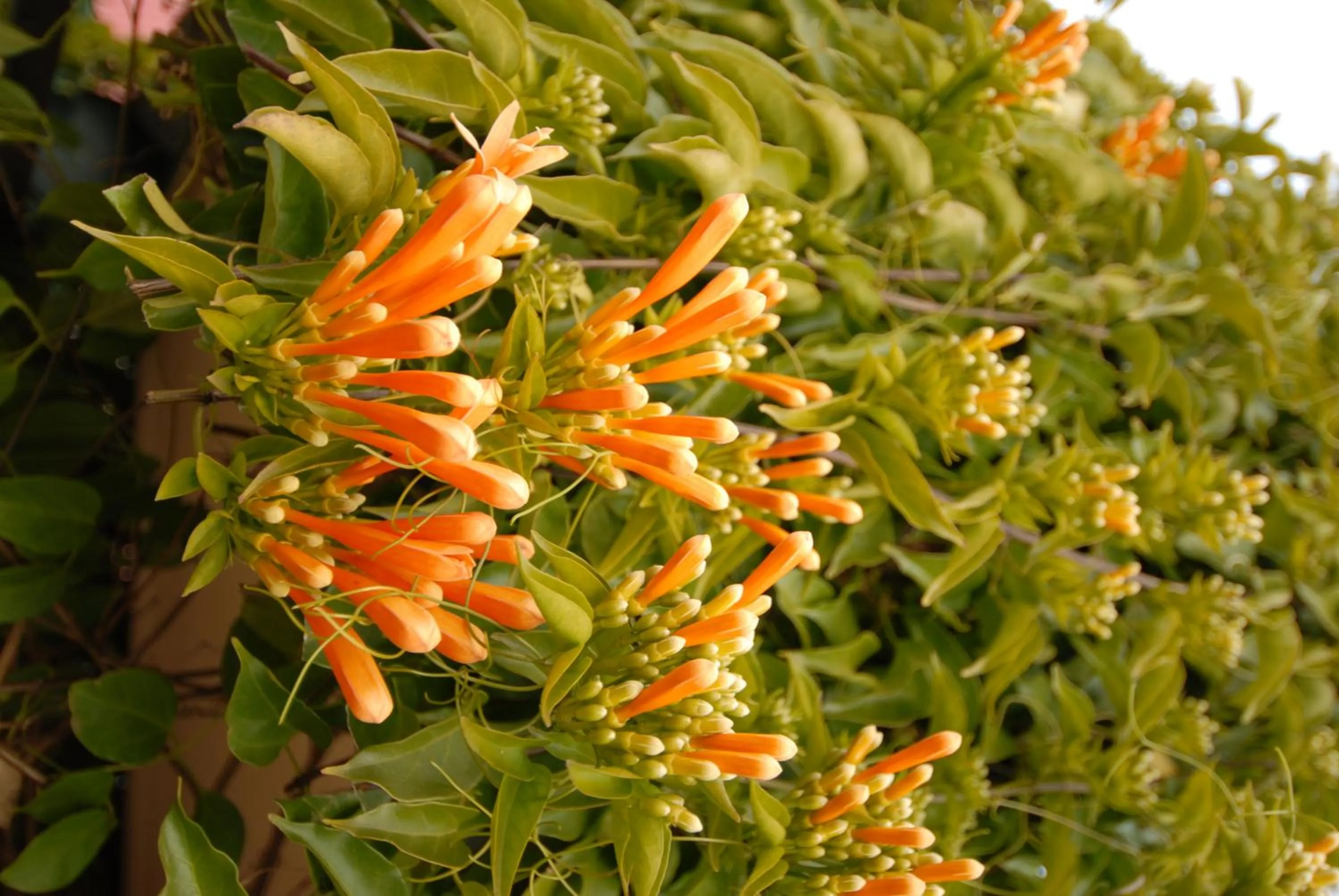 Garden in The Dove Cote