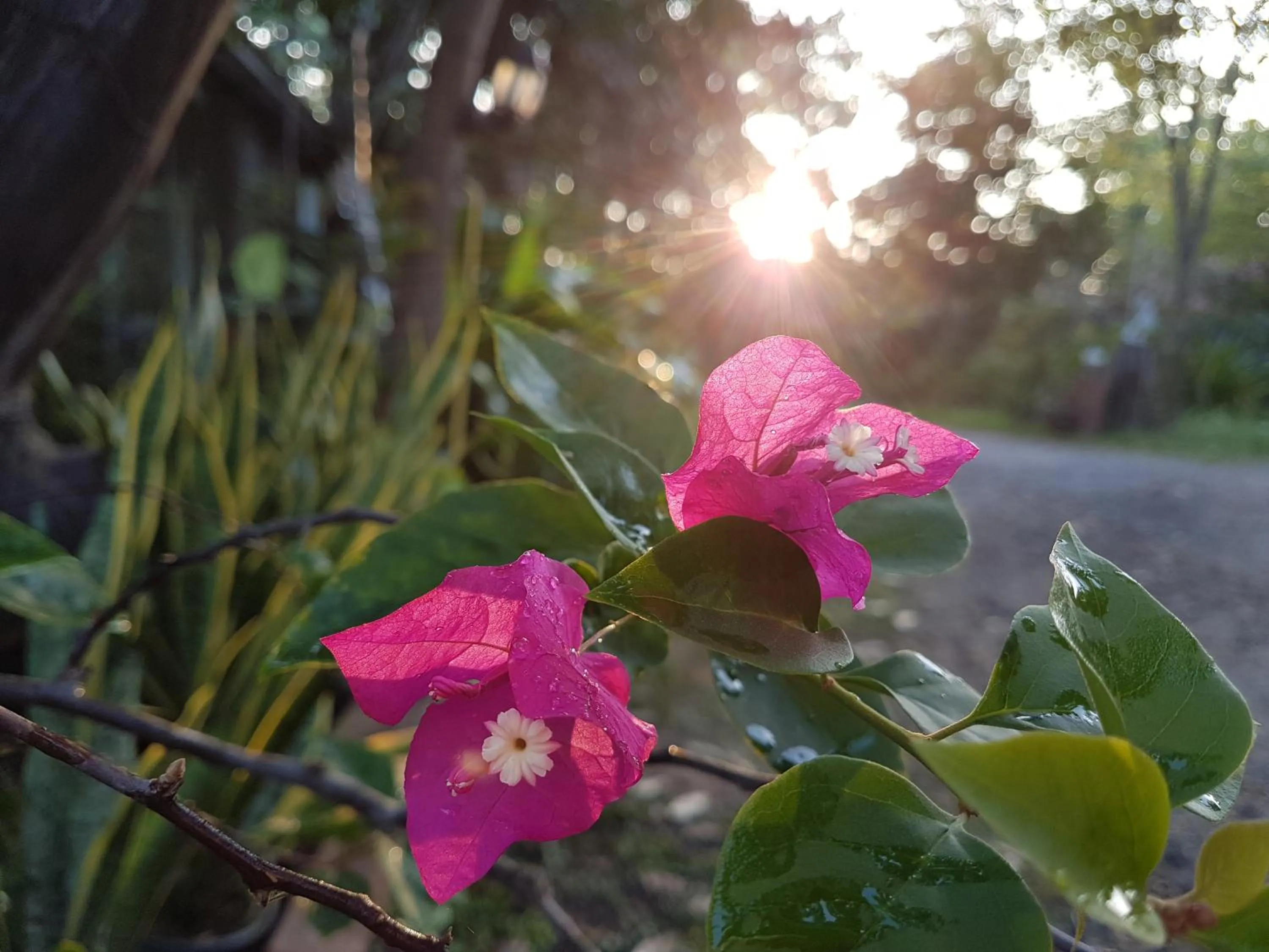 Garden in Greenhouse resort