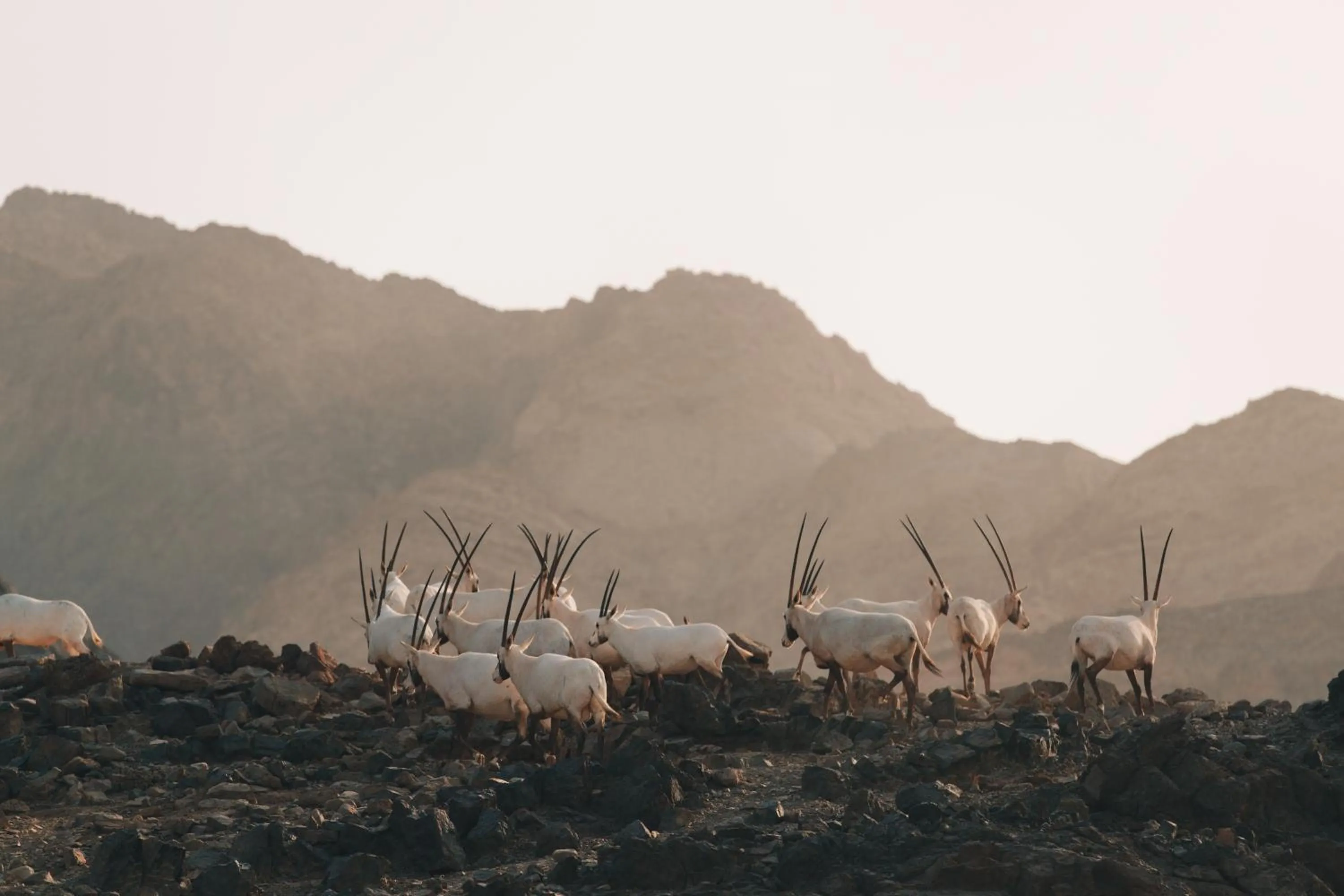 Day in Hatta Resorts