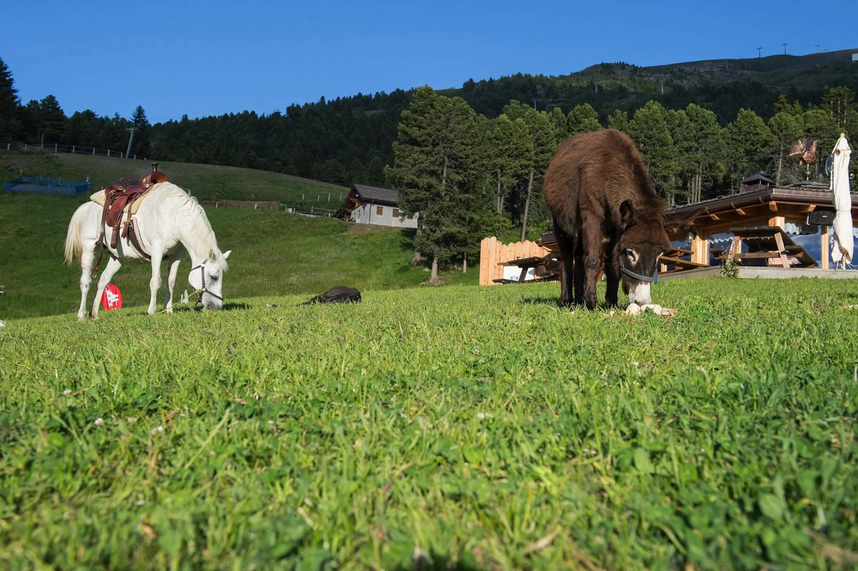 Pets in Hotel Gallo Cedrone