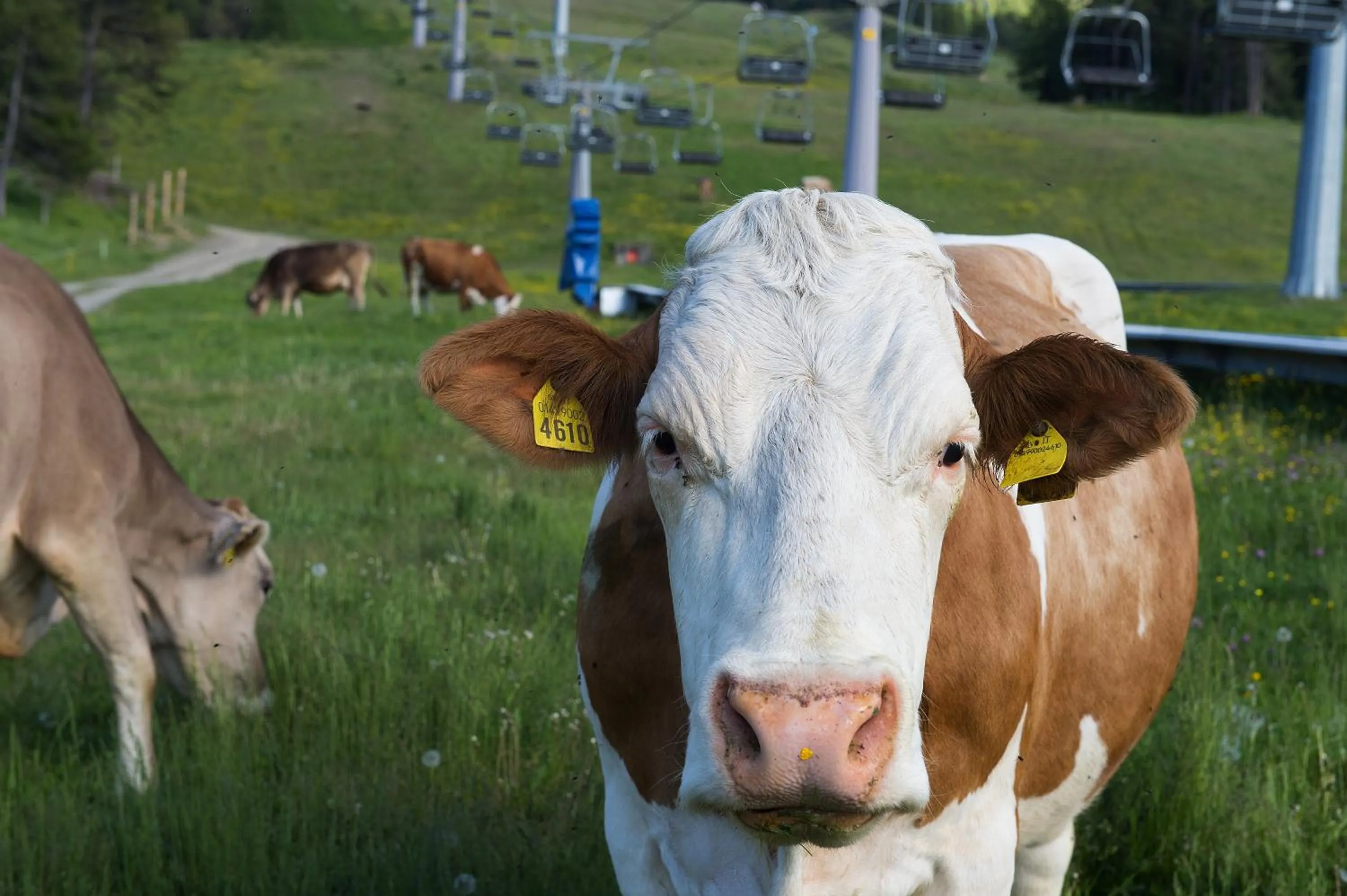 Pets in Hotel Gallo Cedrone