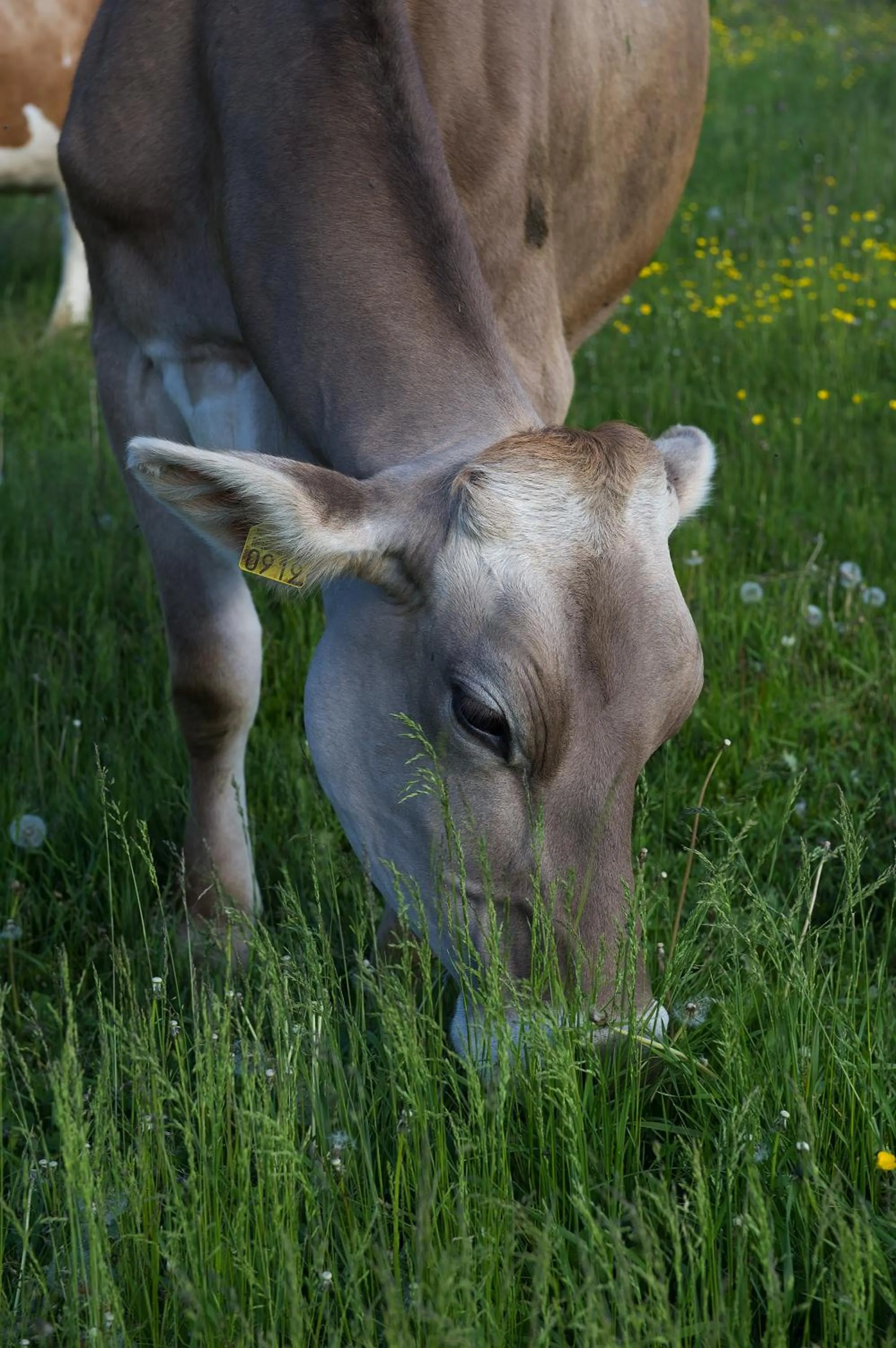 Pets in Hotel Gallo Cedrone