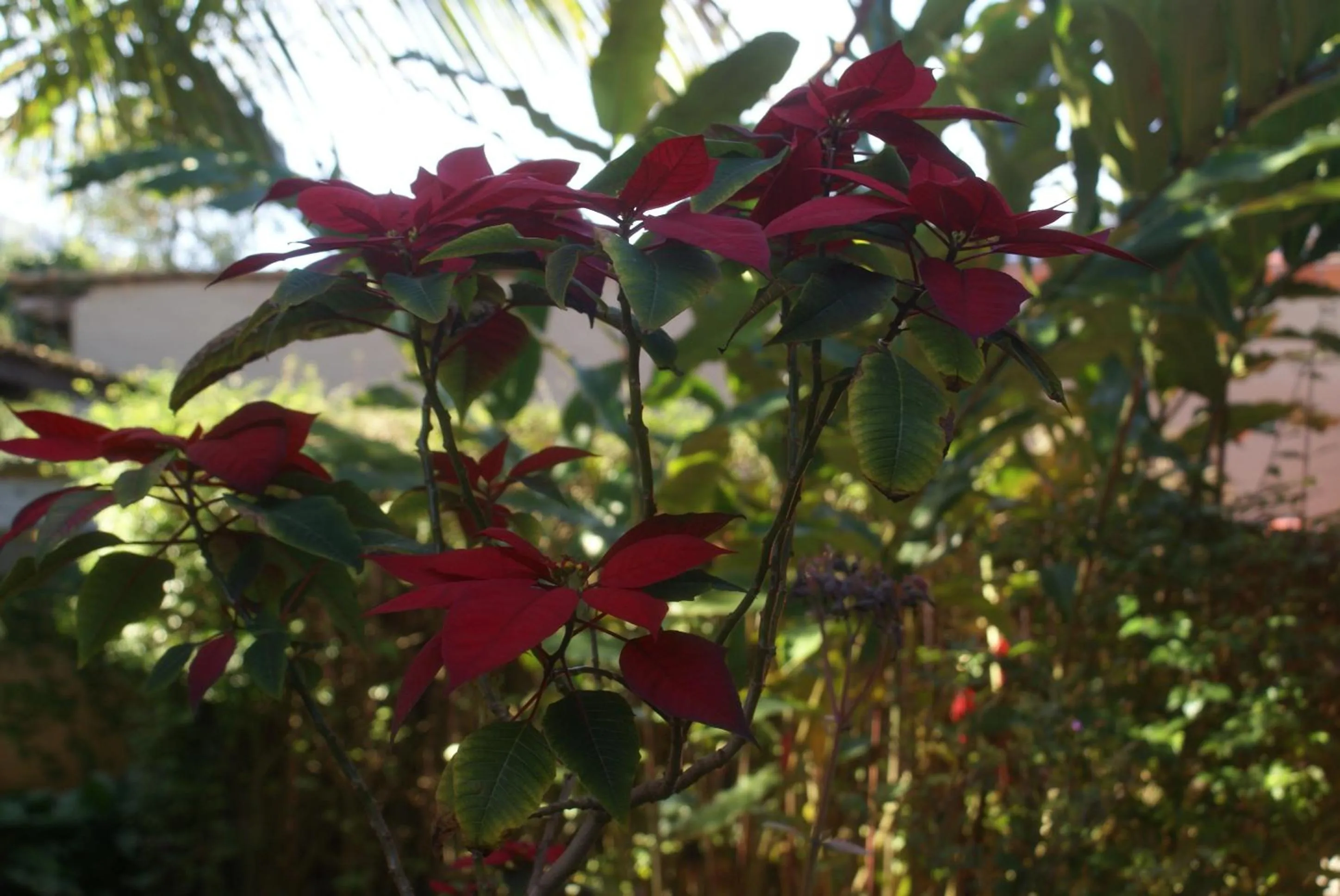 Garden in Pousada Tempo Rei