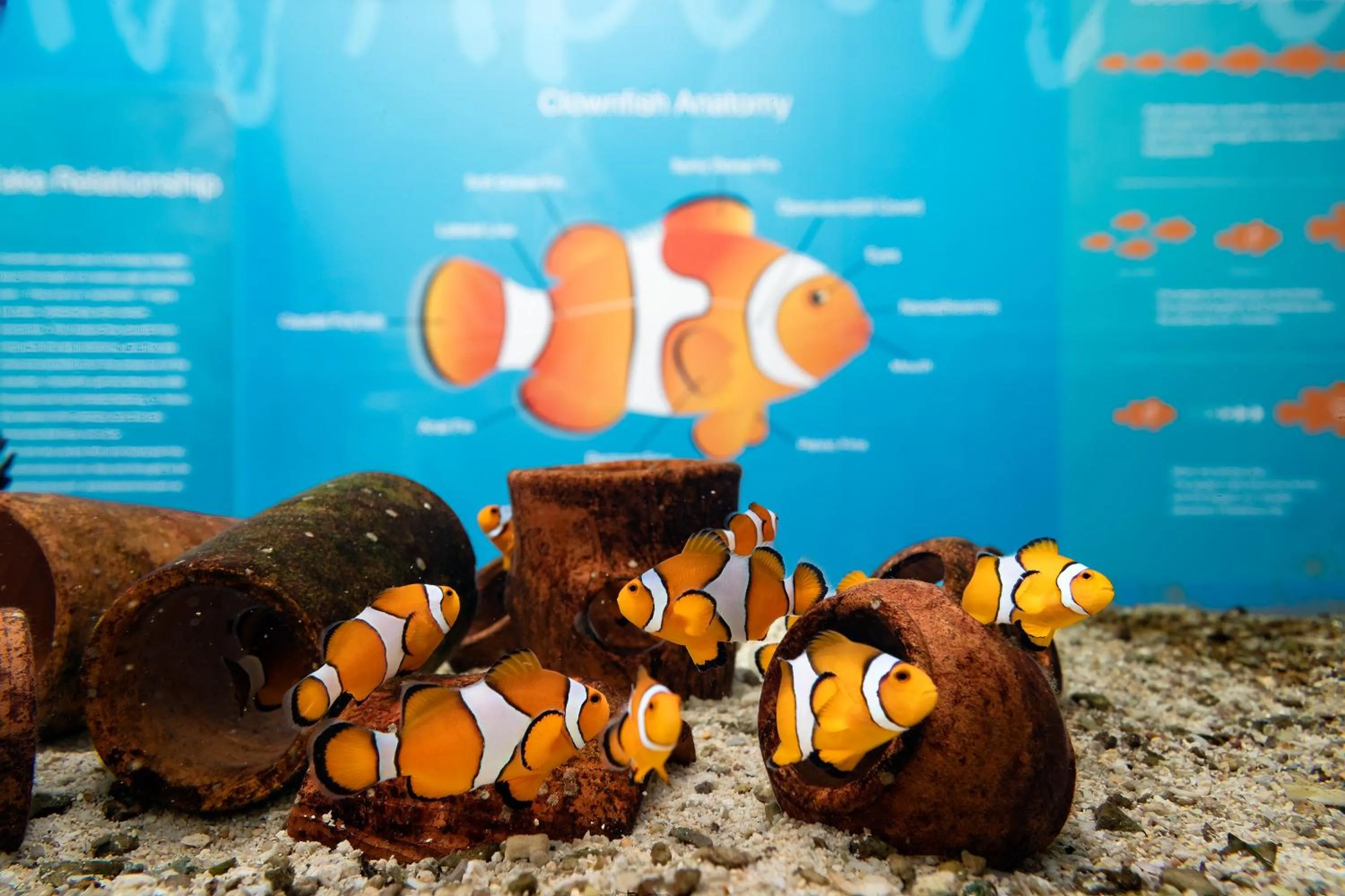 Activities in SAii Phi Phi Island Village