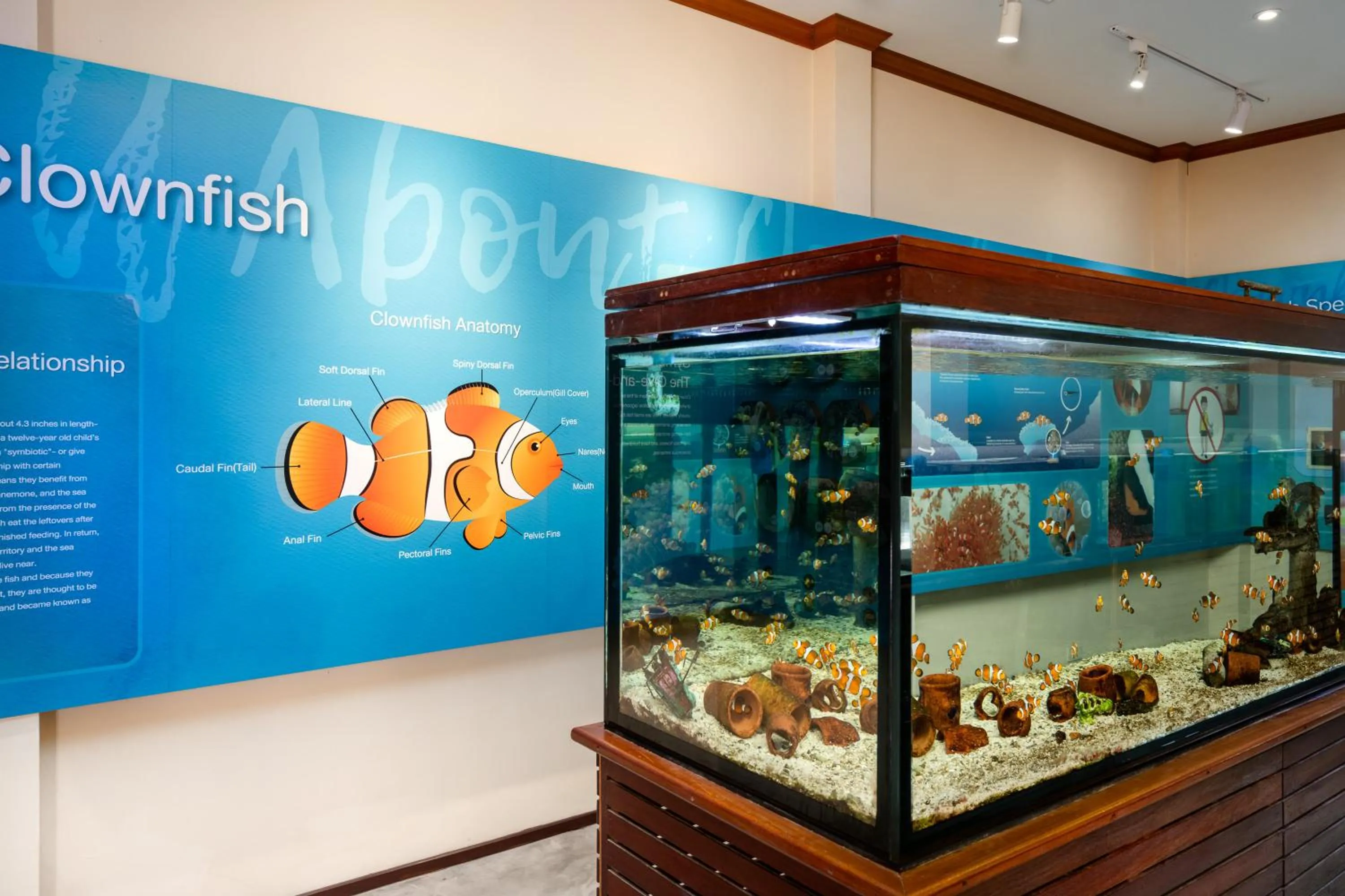 Activities in SAii Phi Phi Island Village