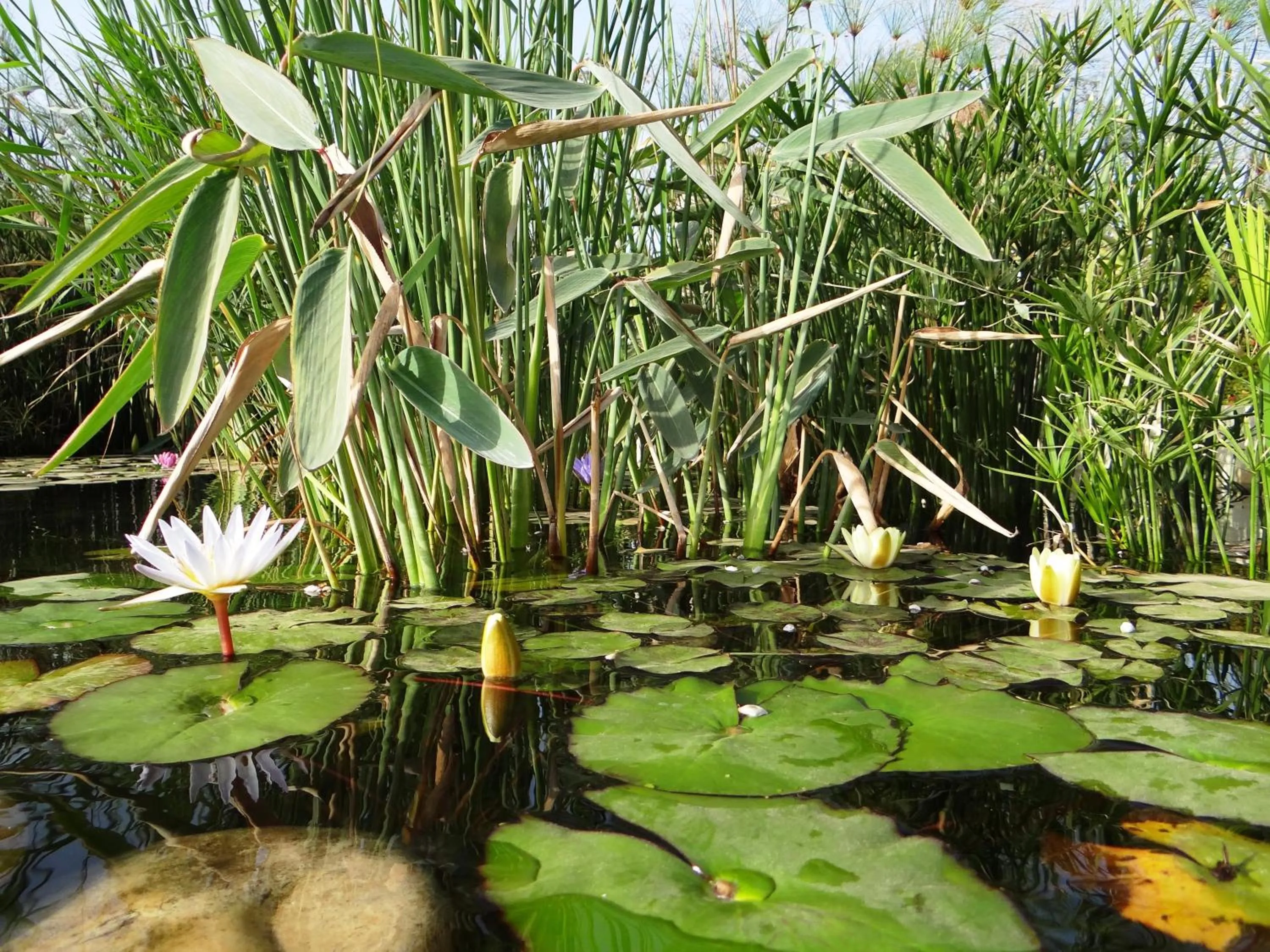 Garden in Douar Noujoum