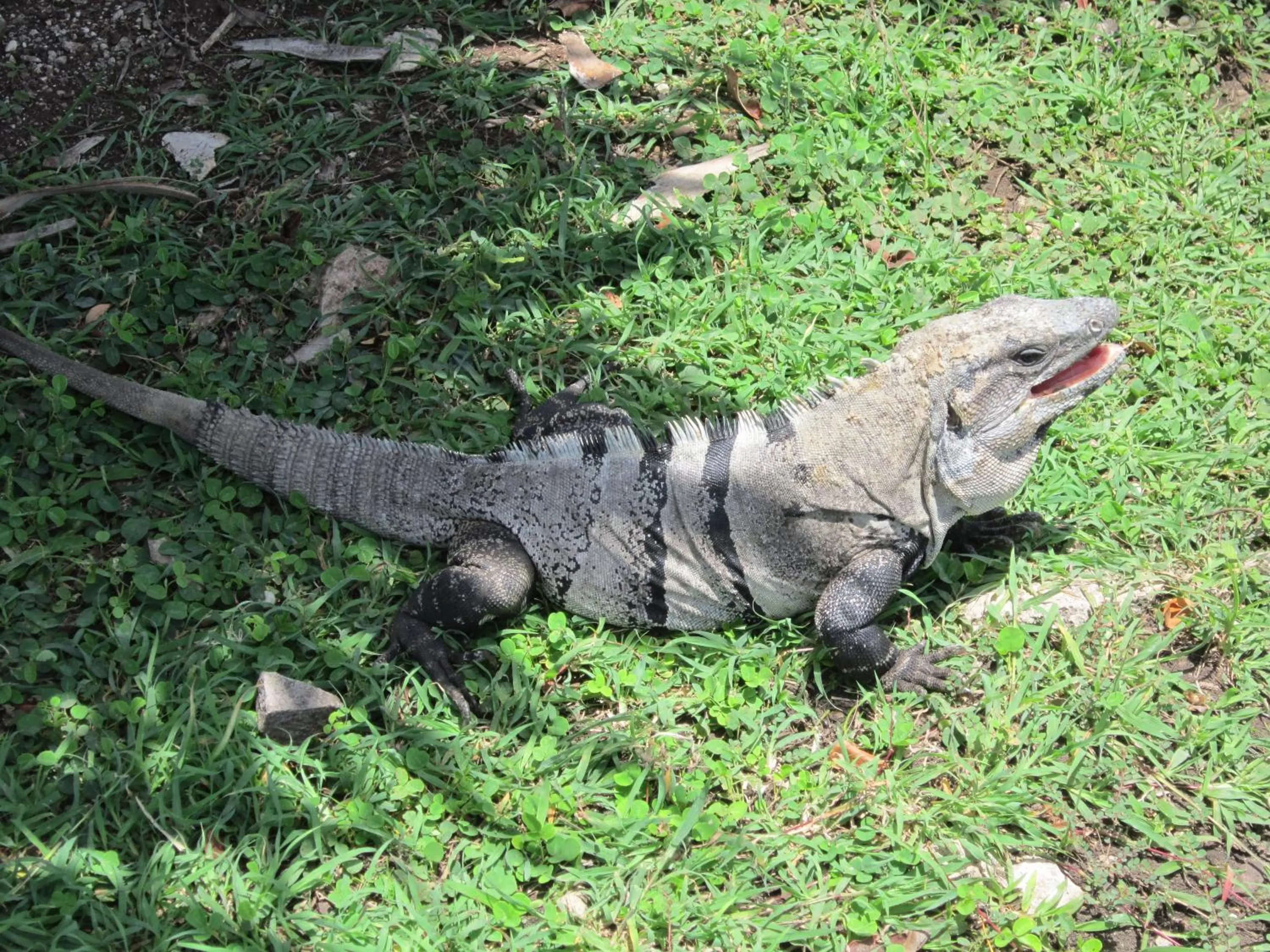 Other in Buenos Días Guest House