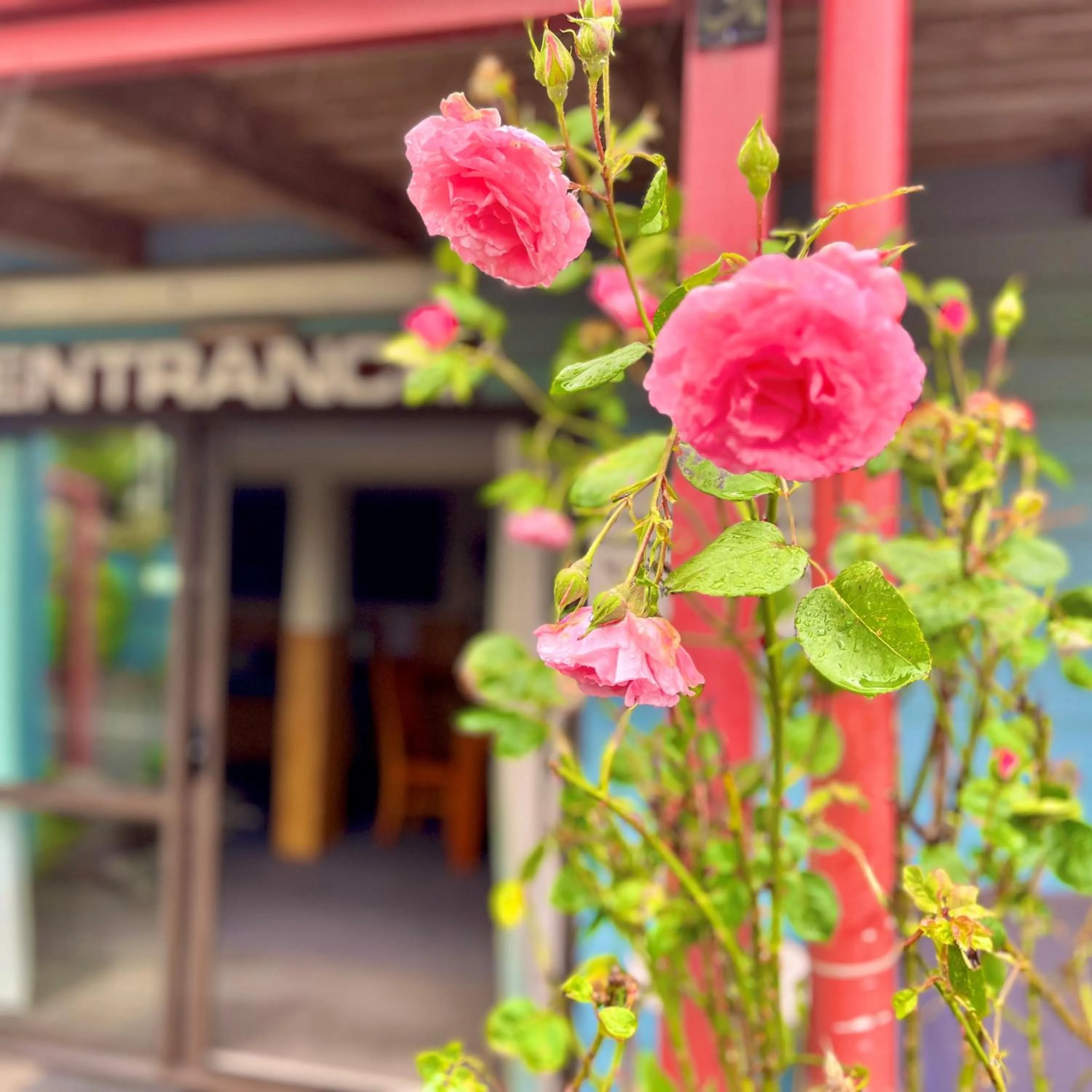 Facade/entrance in Adventure Lodge and Motels and Tongariro Crossing Track Transport