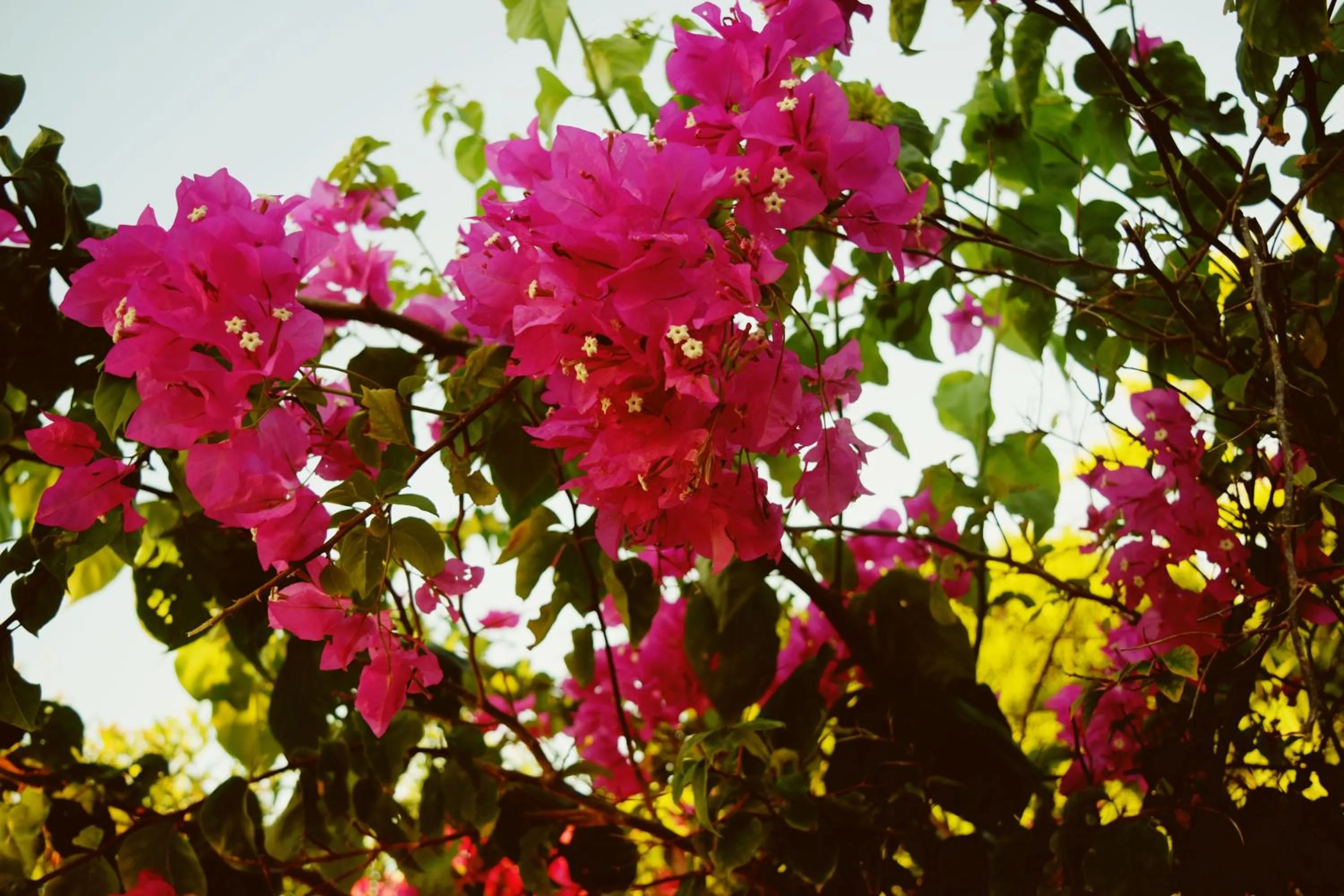 Garden in Pemba Eco Lodge