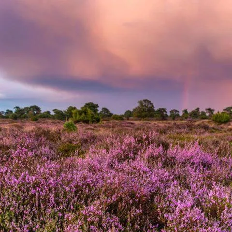 Natural landscape in B&B de Panheide