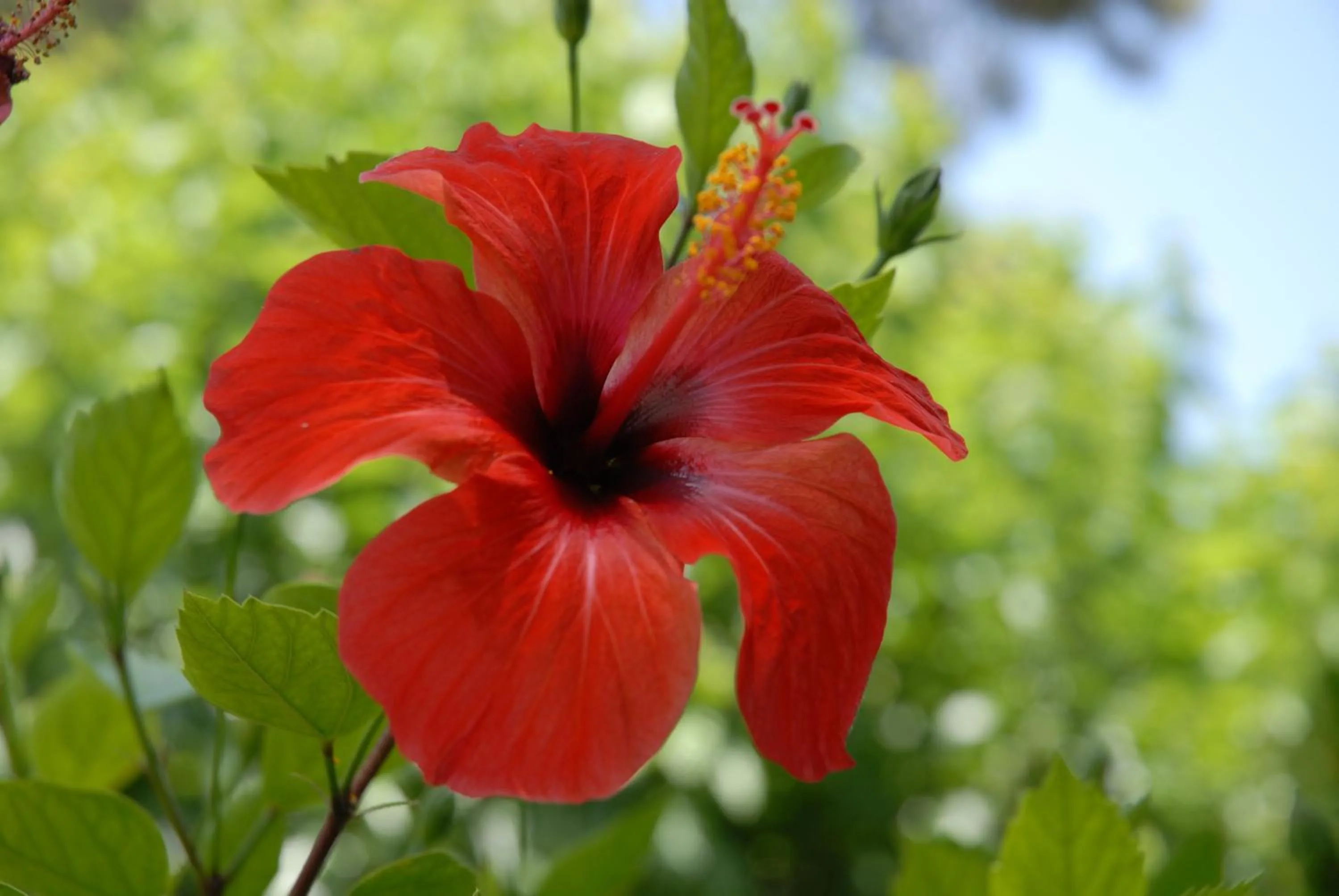Garden in Niki Hotel Apartments