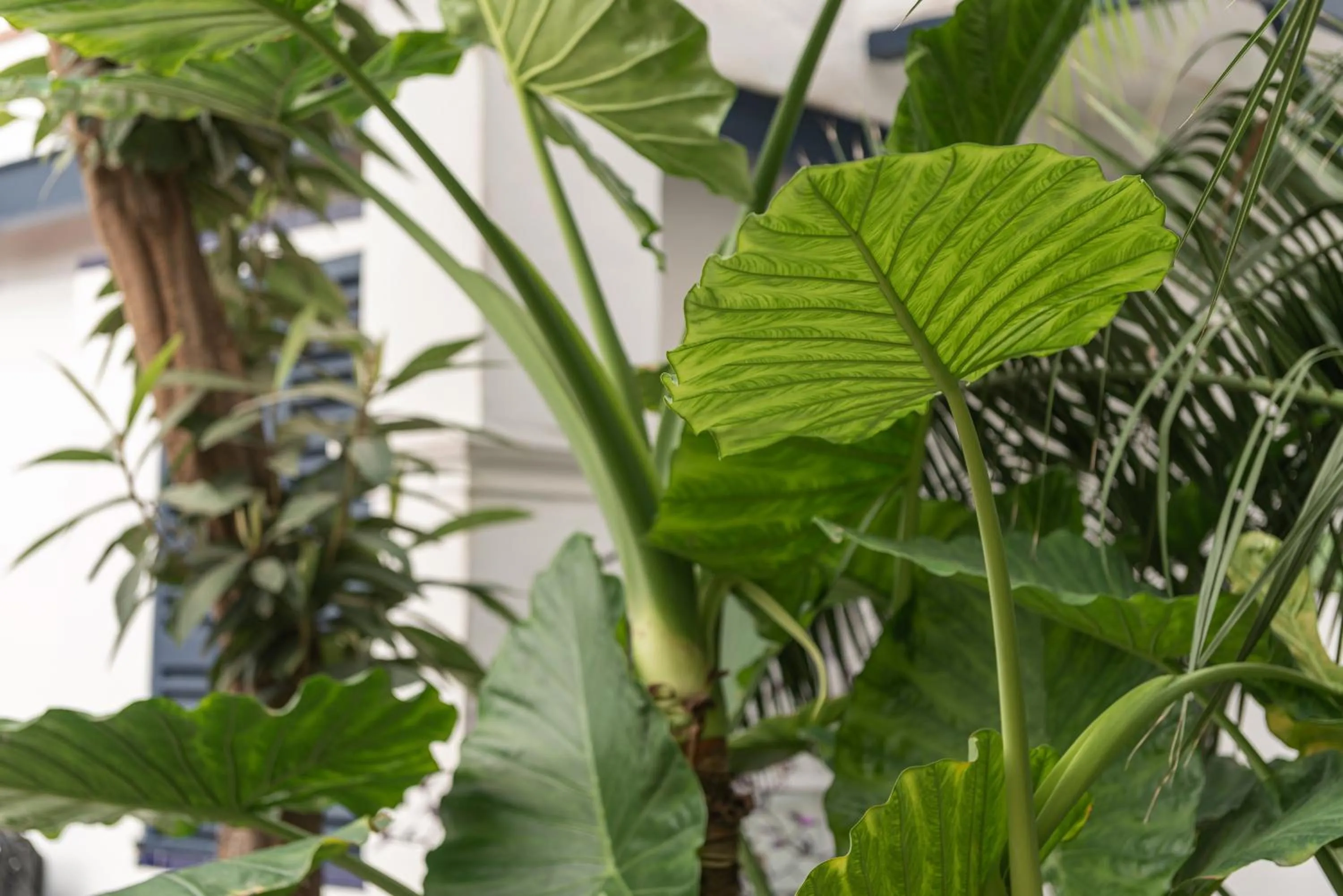 Garden in Hostal Pons