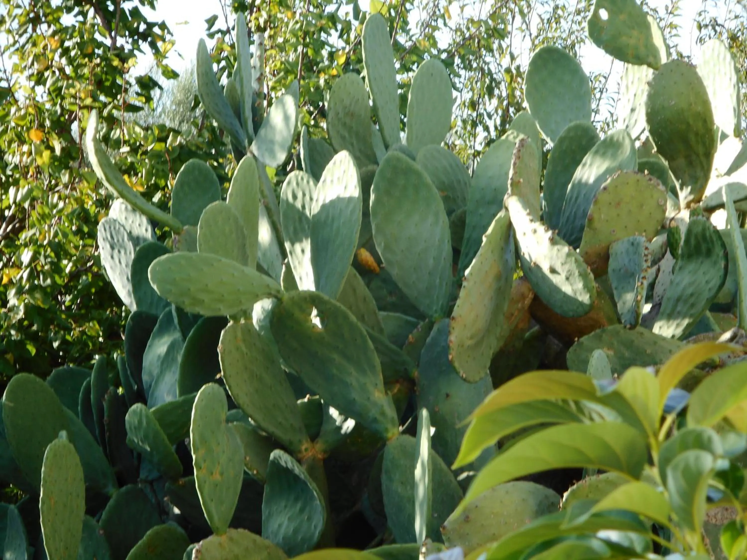 Garden view in Akroyali Hotel & Villas