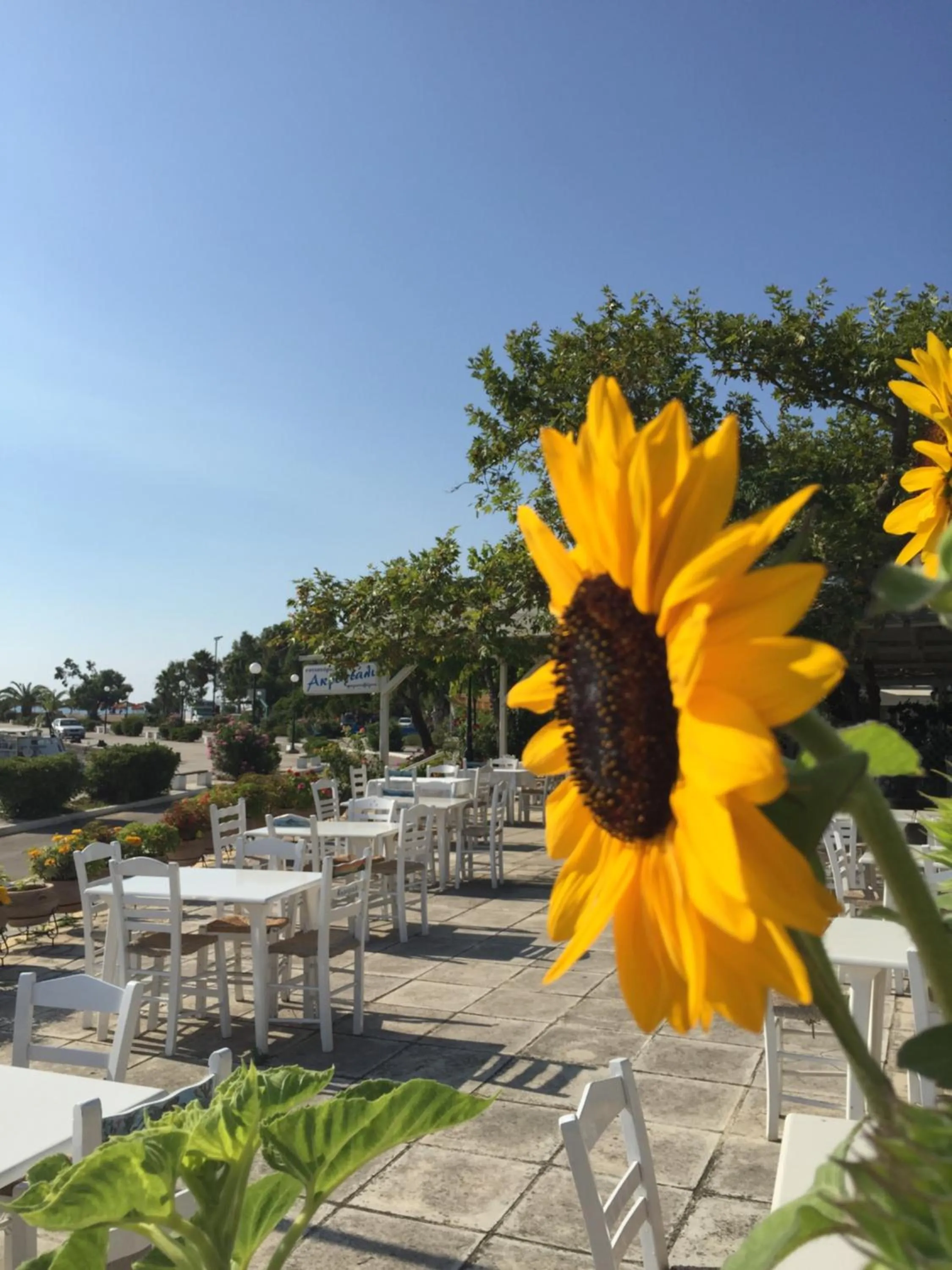 Restaurant/places to eat in Akroyali Hotel & Villas