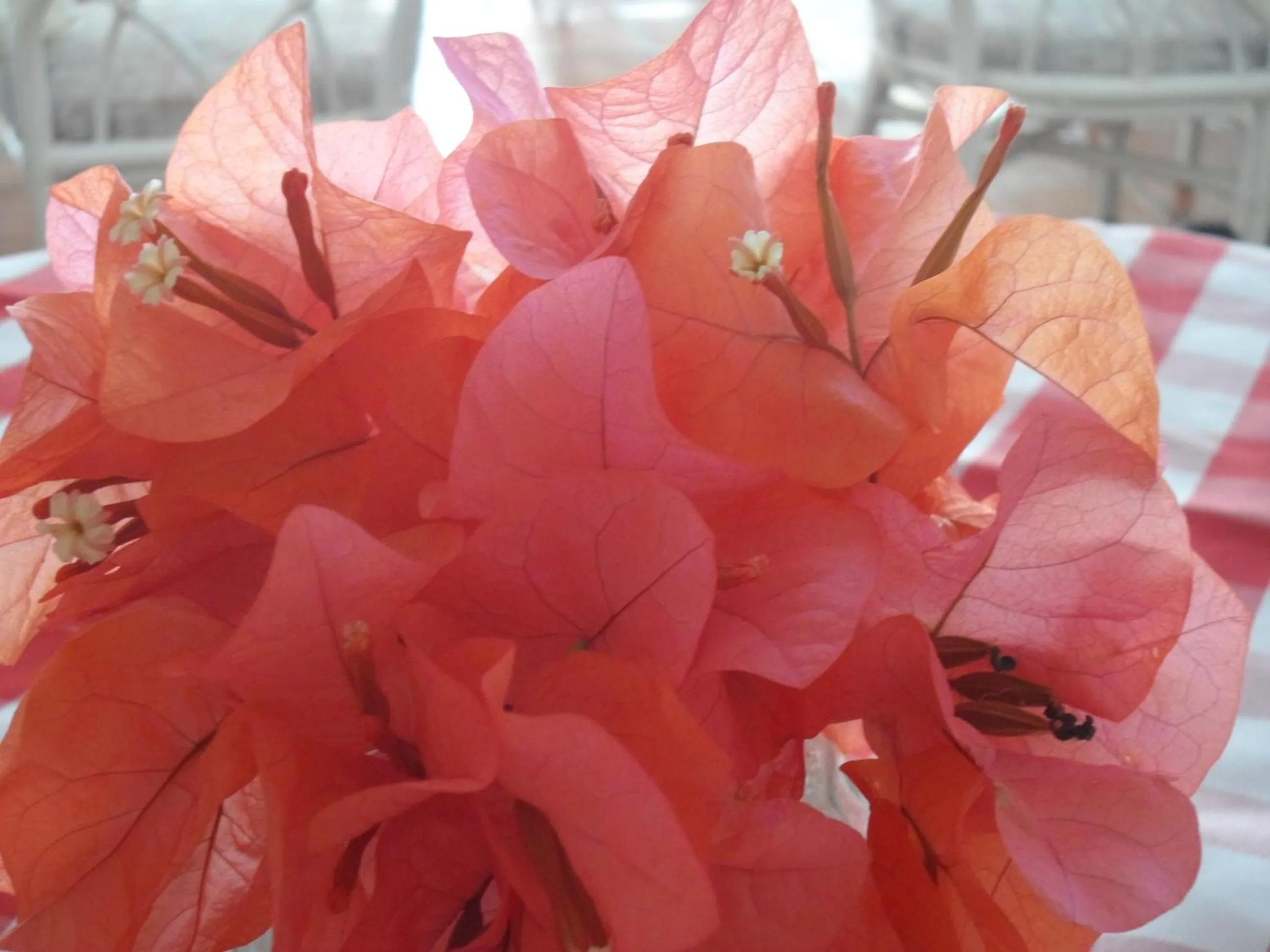 Dining area in Hotel PomMarine