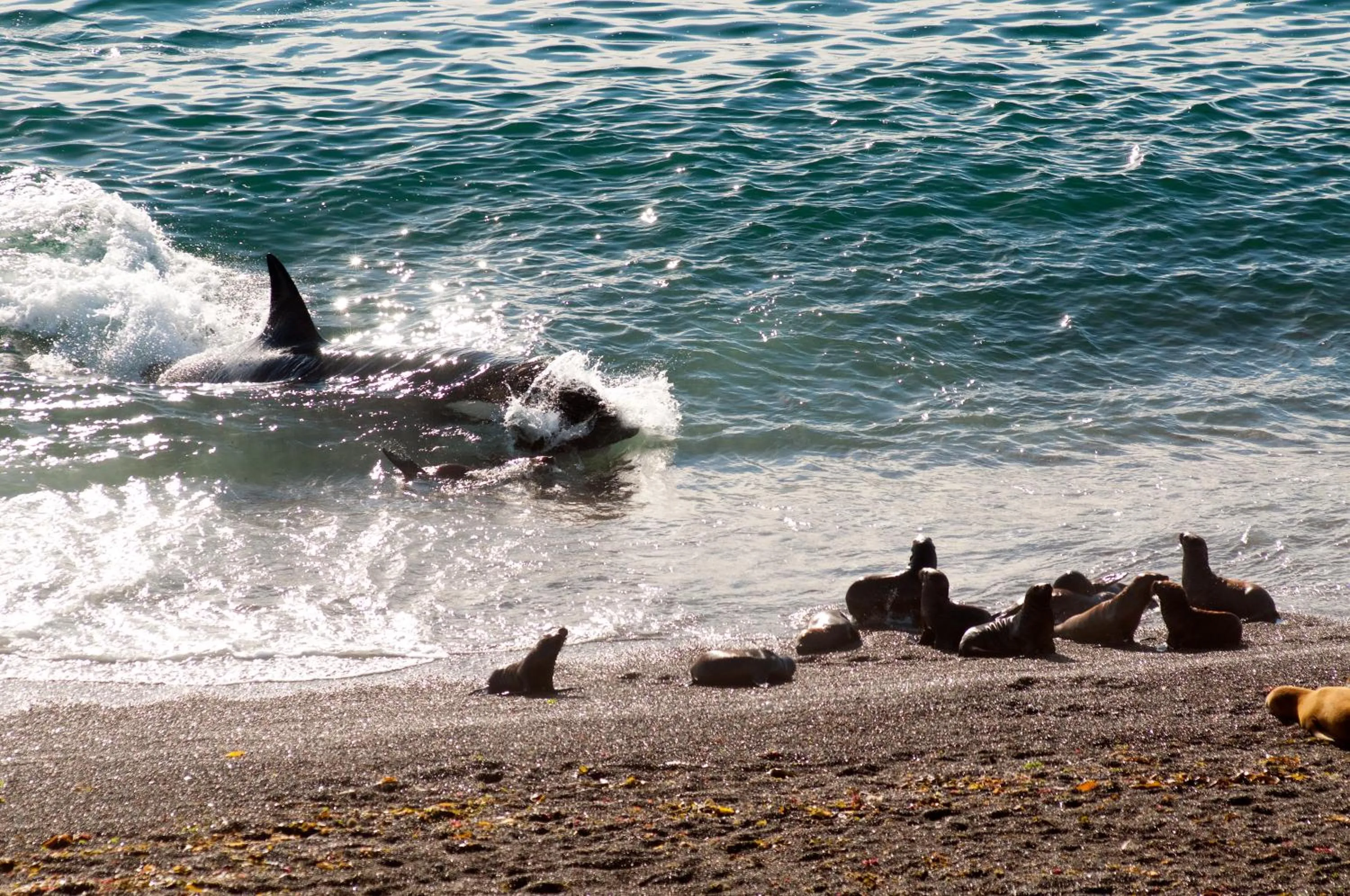 Beach in La Tosca Hostel