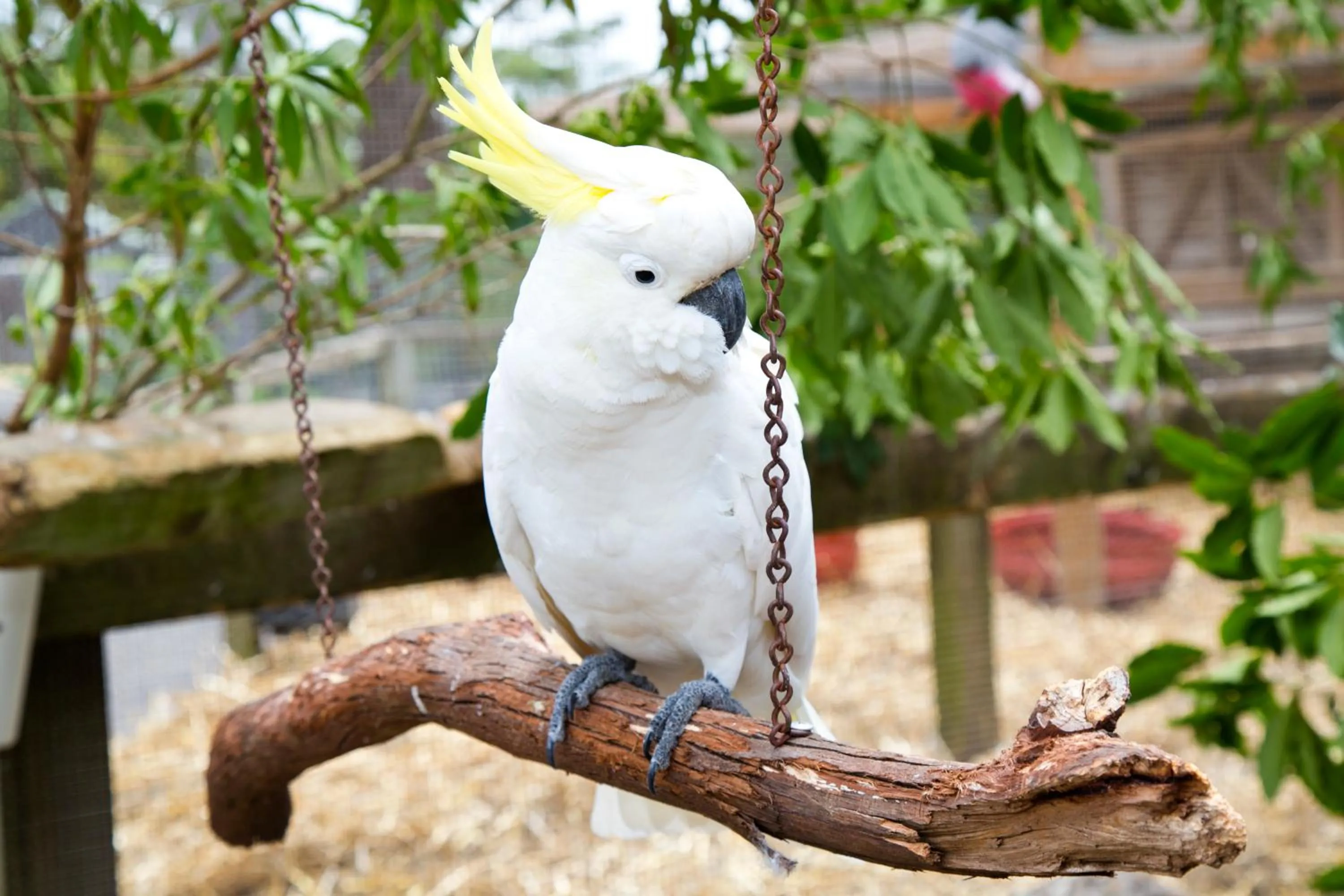Animals in Seven Mile Beach Holiday Park