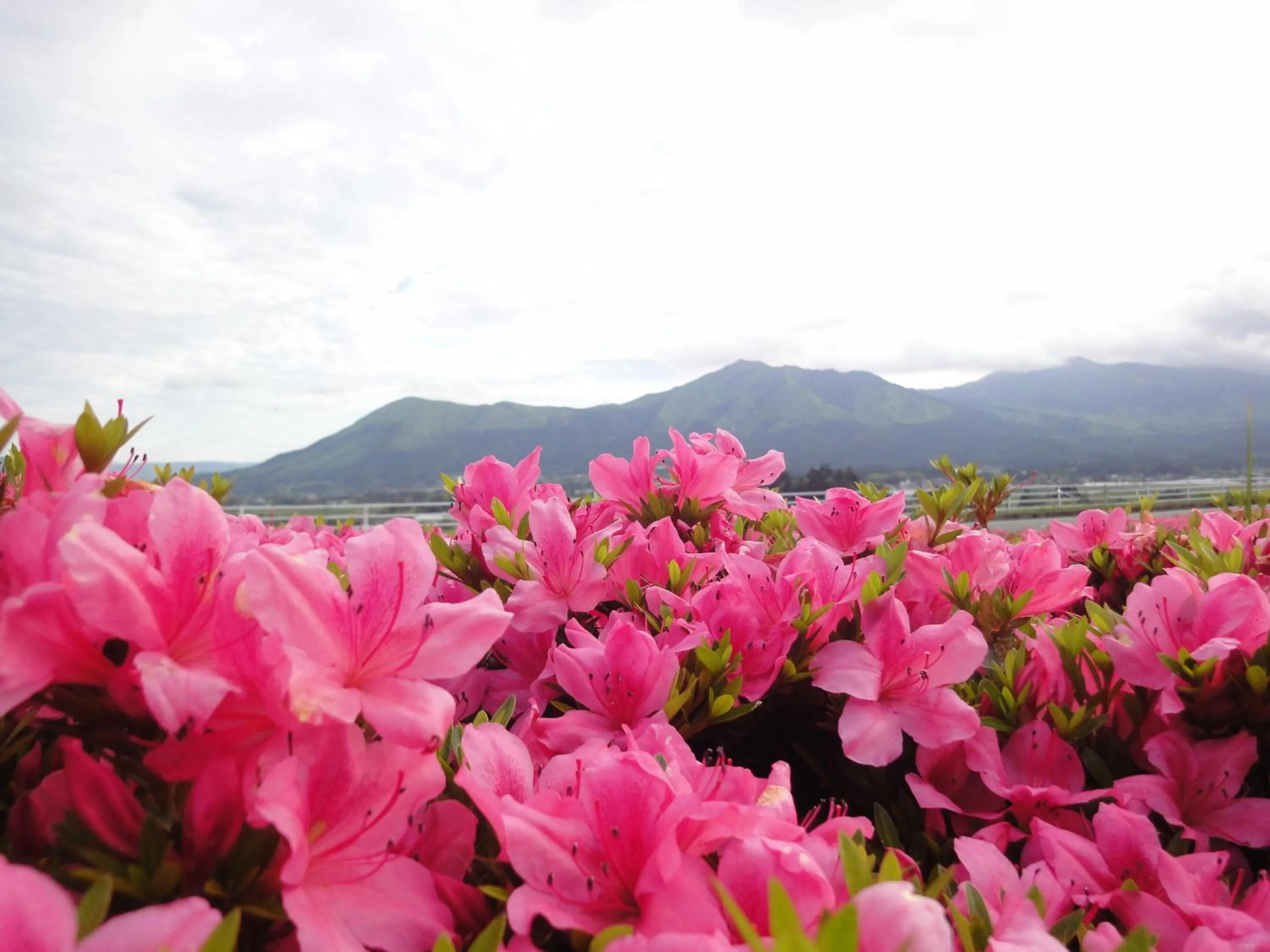 Spring in Shikino Mori
