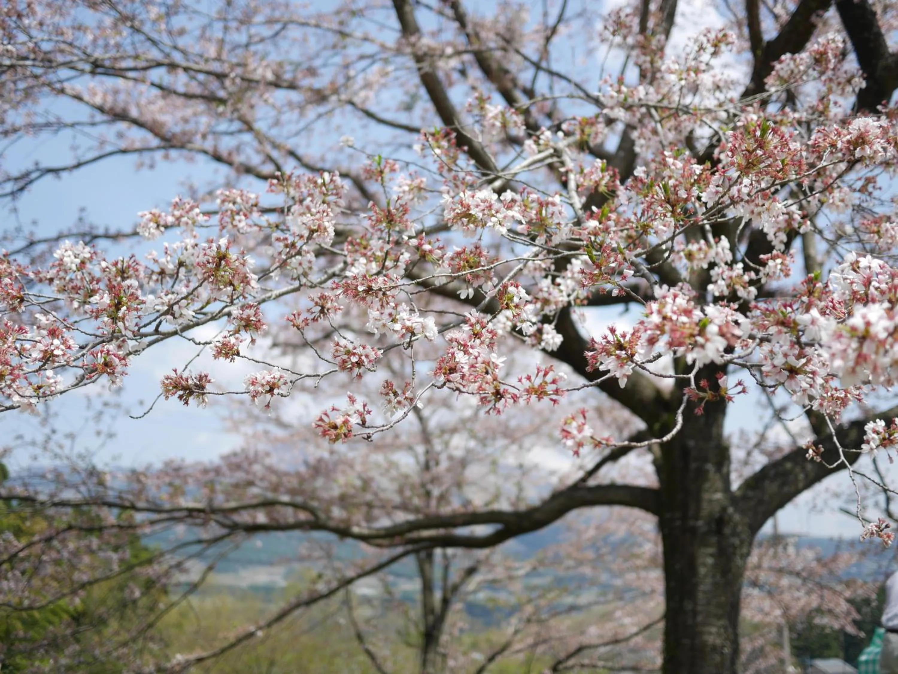 Spring in Shikino Mori