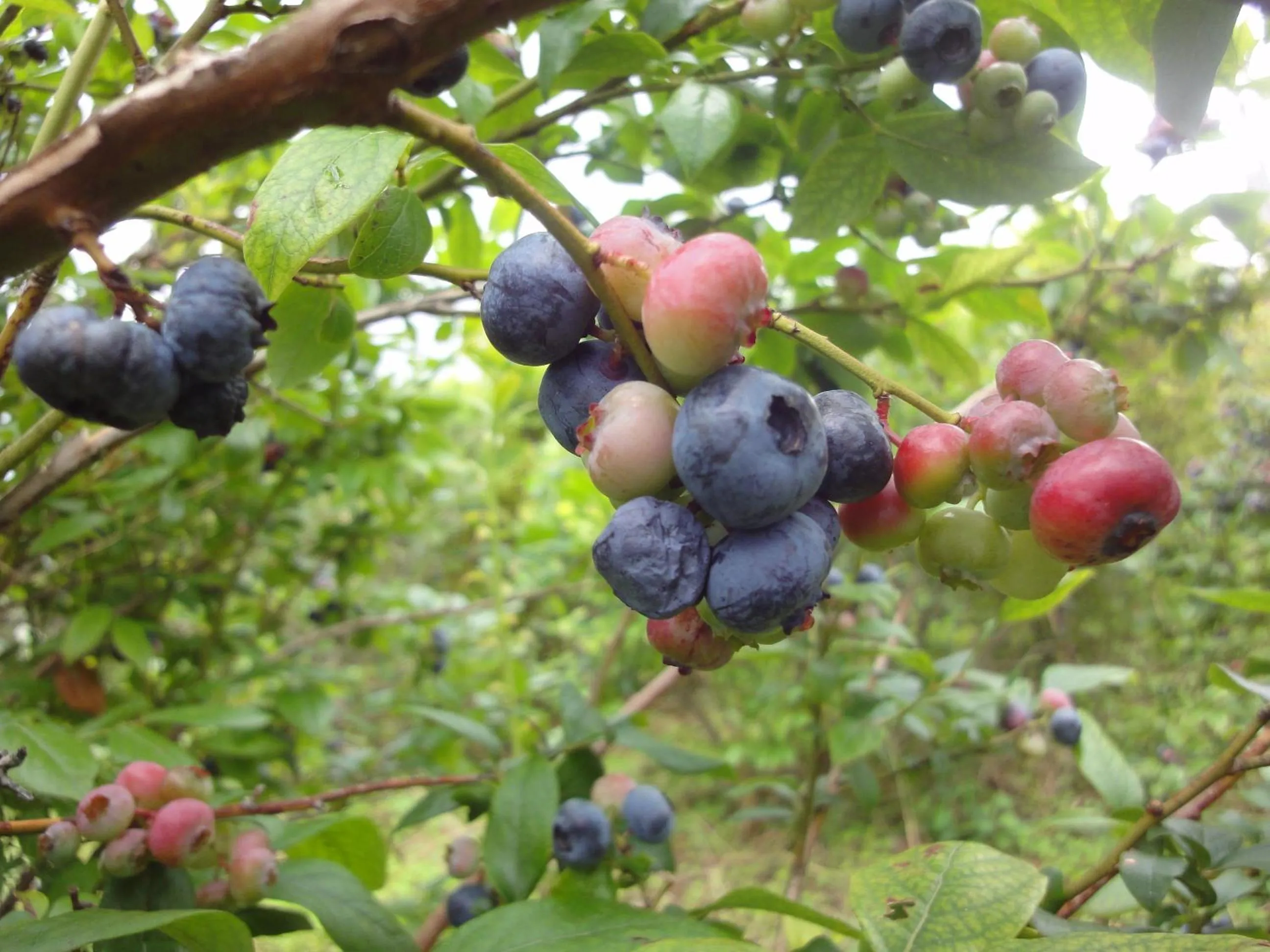 Activities in Shikino Mori