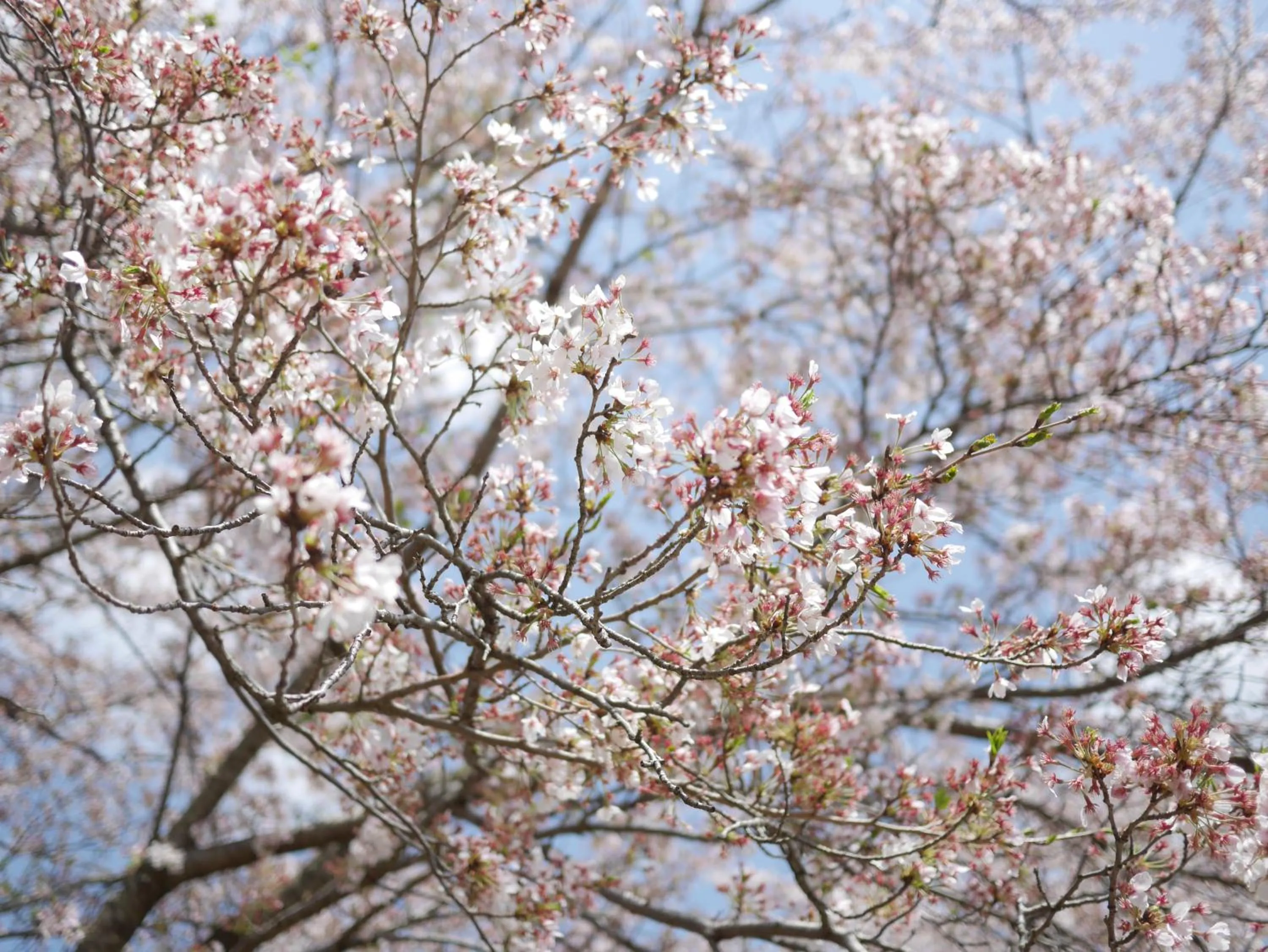 Spring in Shikino Mori