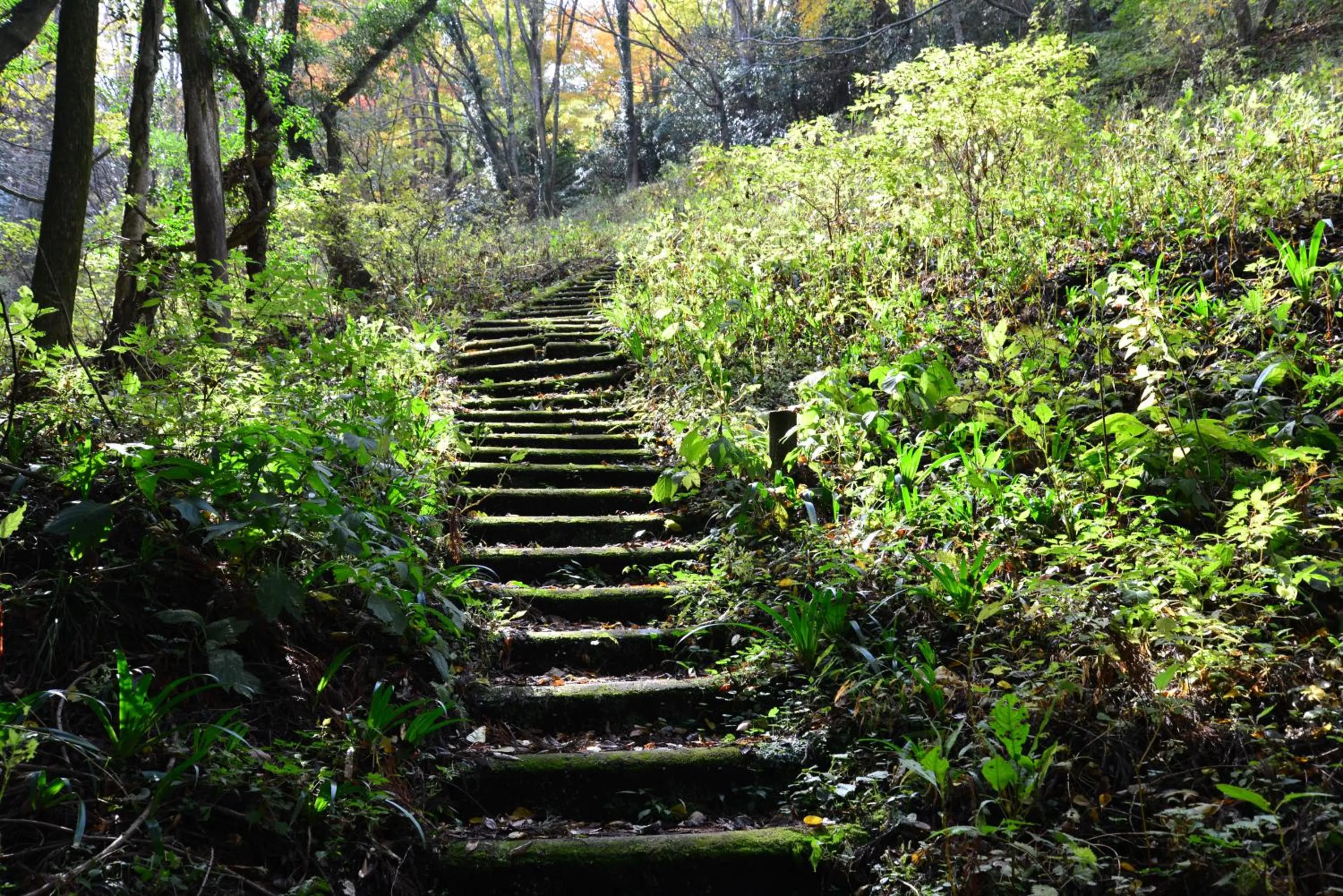 Hiking in Shikino Mori