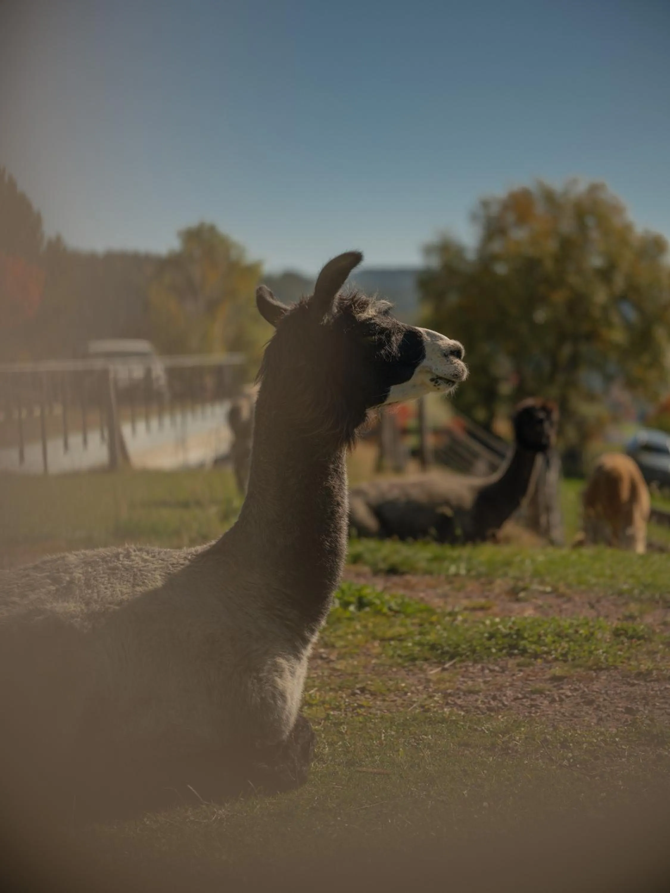 Animals in Chalet Mirabell