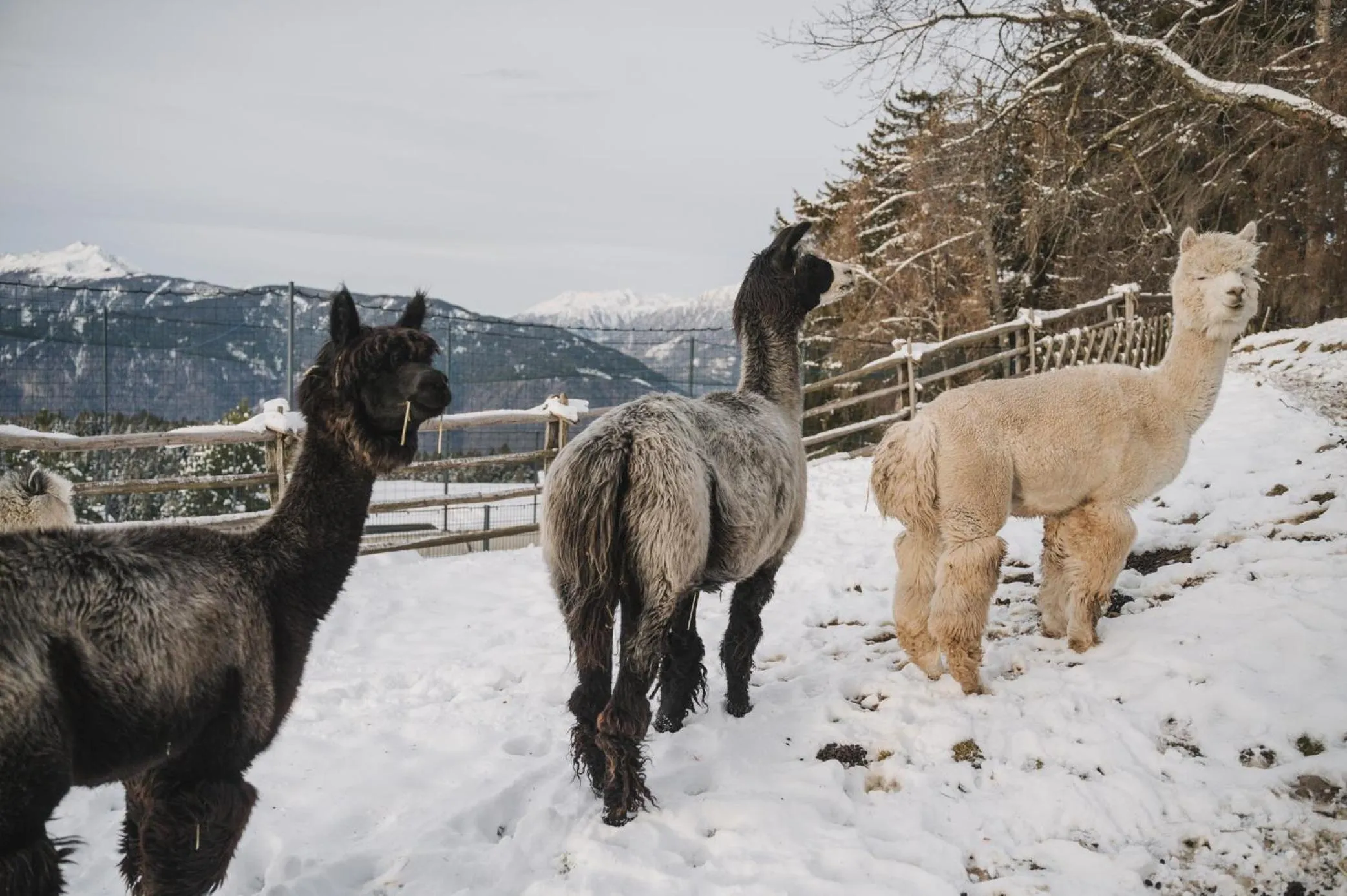 Kids's club in Chalet Mirabell