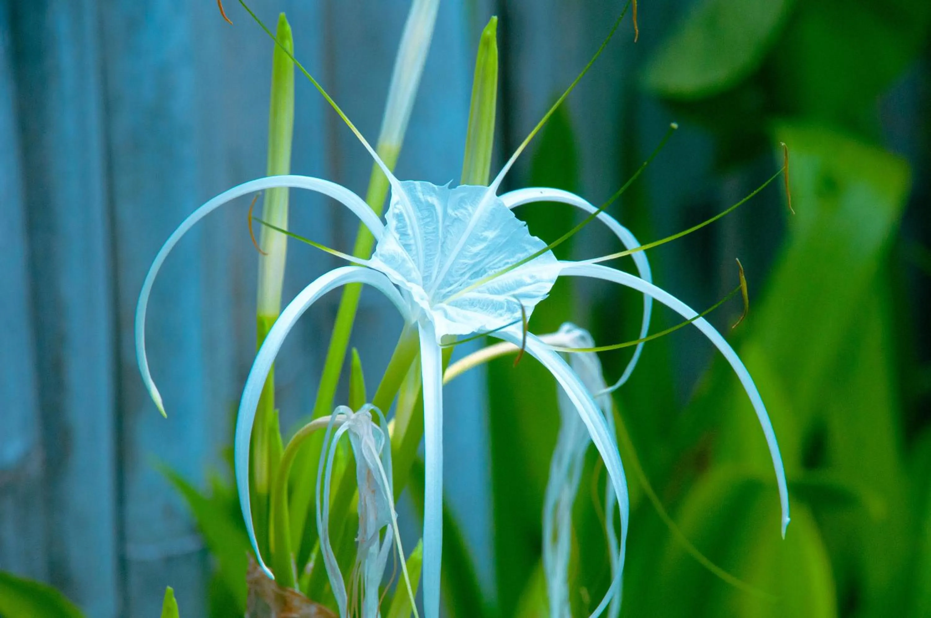 Garden in Villa Samalas Resort and Restaurant