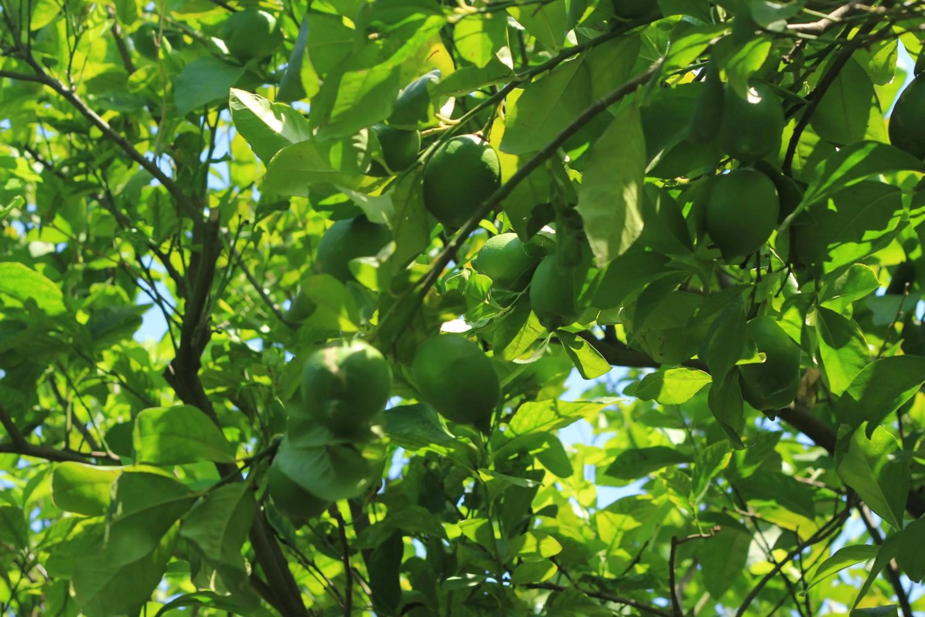 Food in Mercan Bungalow