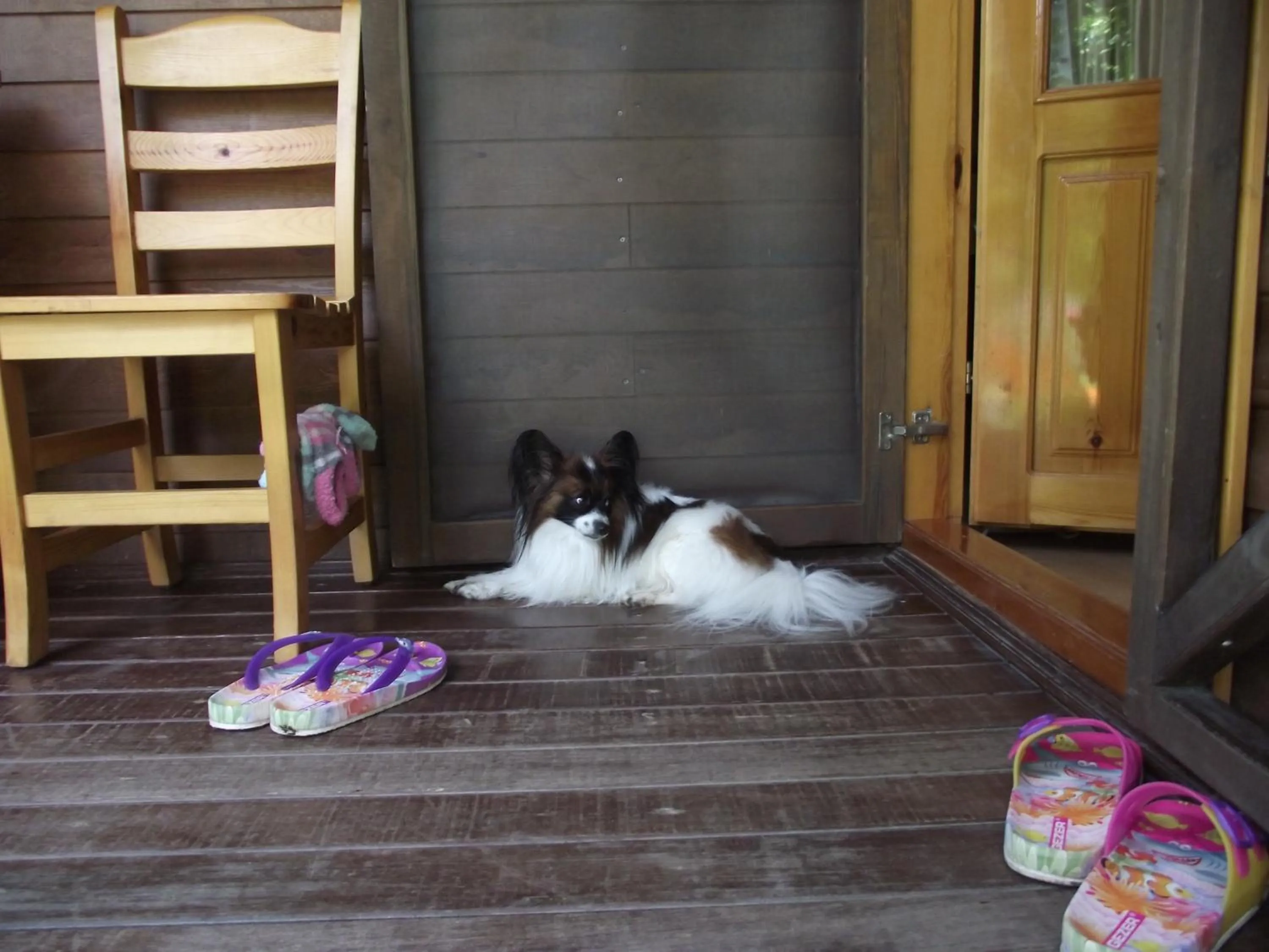 Pets in Mercan Bungalow