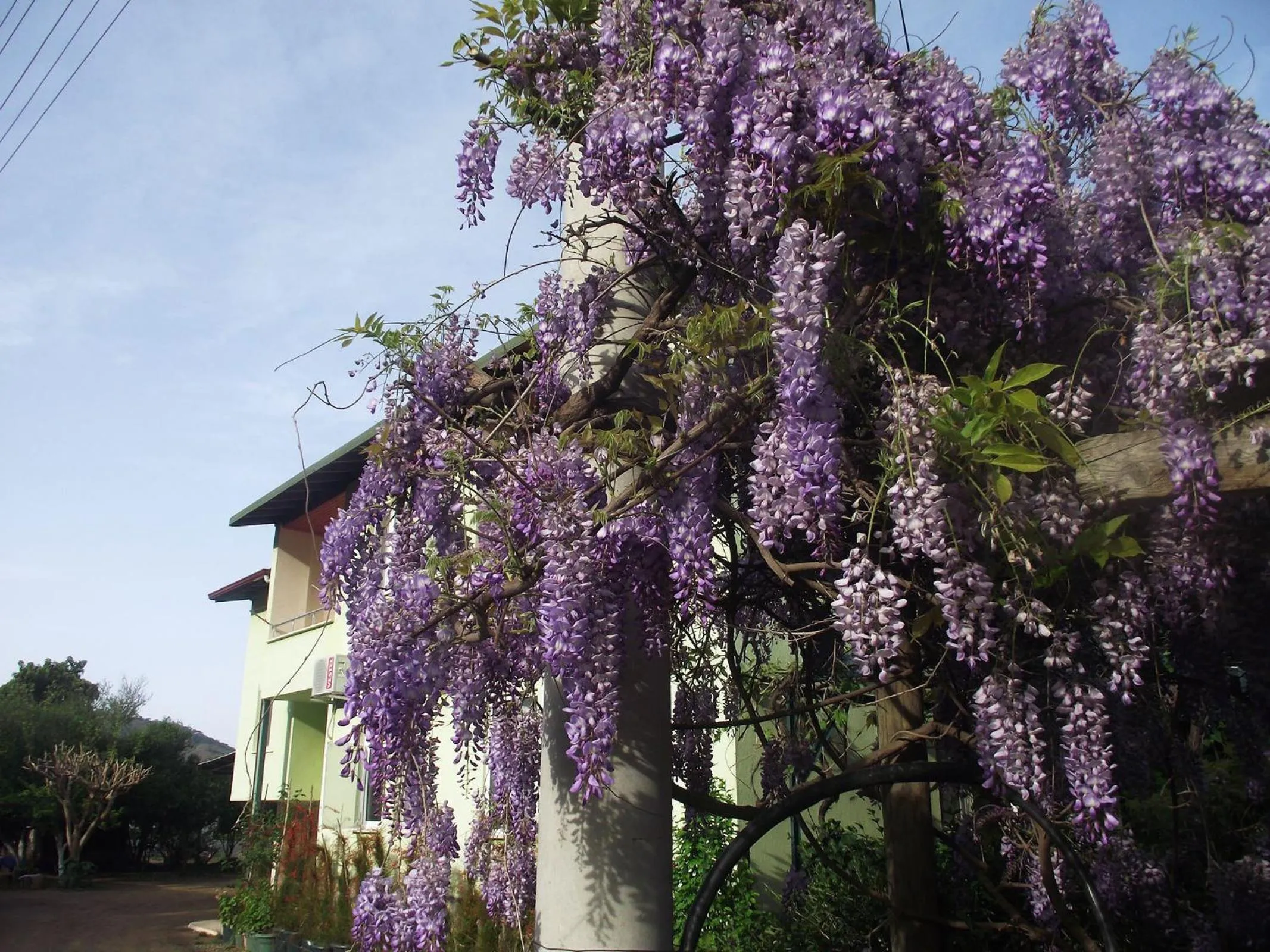 Garden in Mercan Bungalow