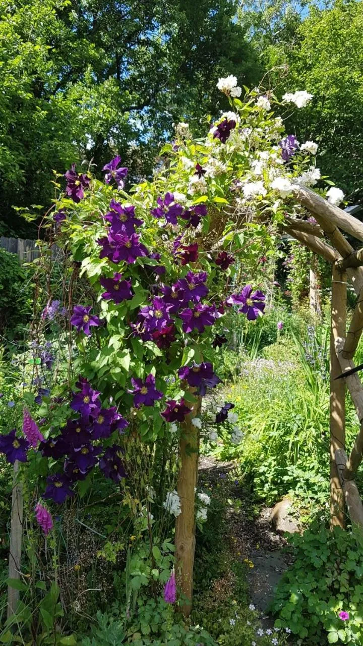 Garden in Yr Hen Farcdy