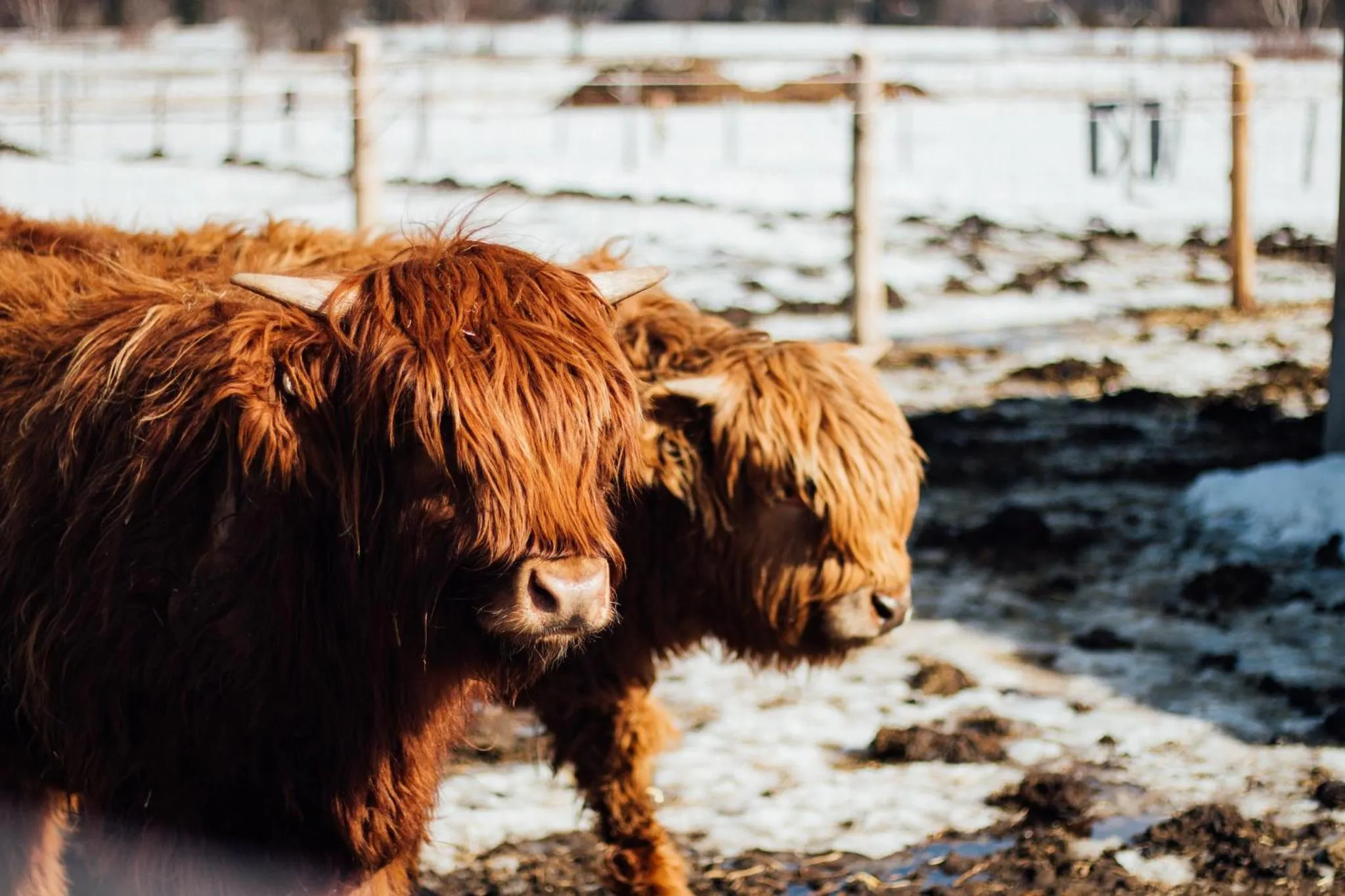 Animals in Hôtel & Spa Le Germain Charlevoix