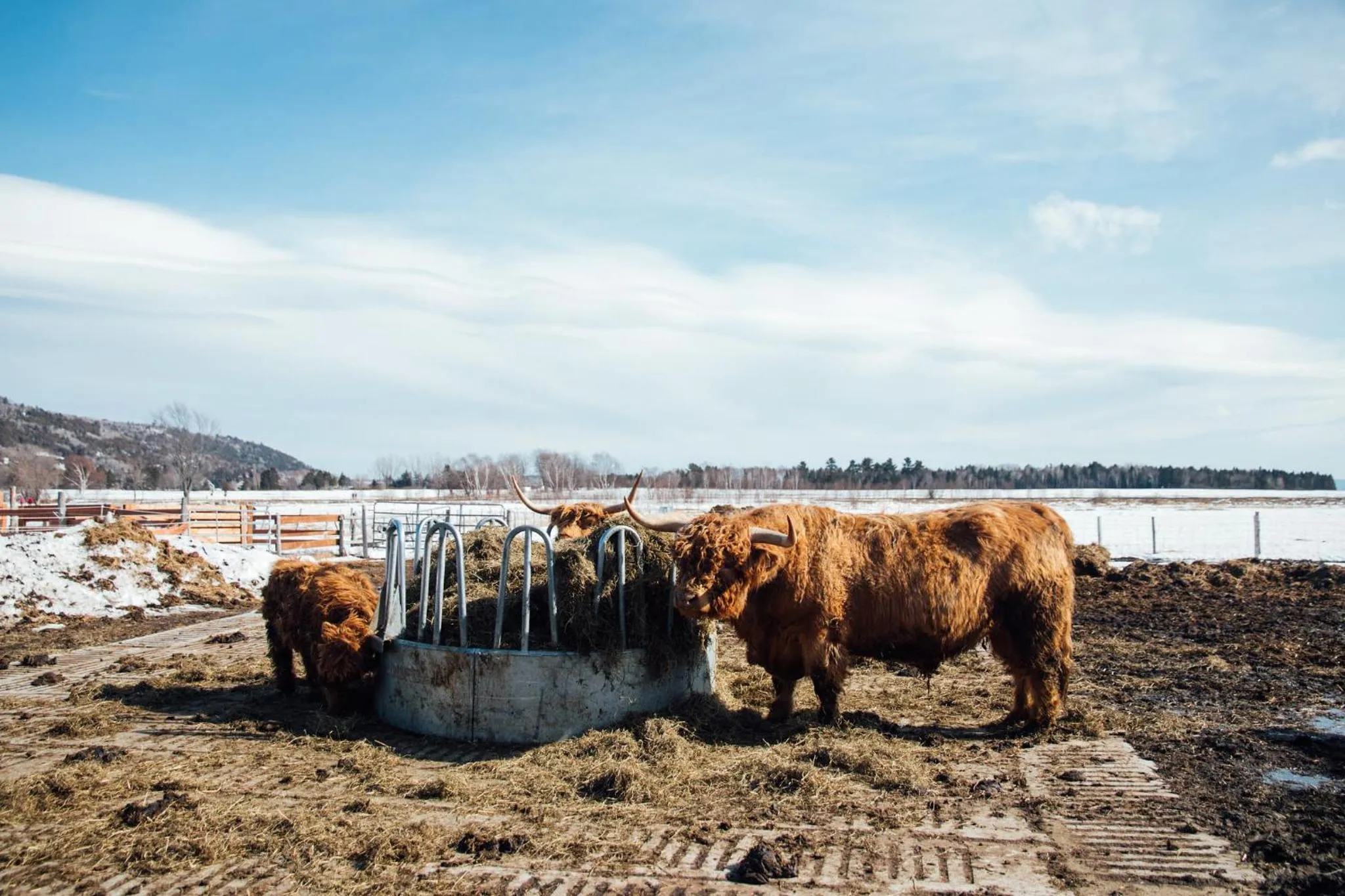 Animals in Hôtel & Spa Le Germain Charlevoix