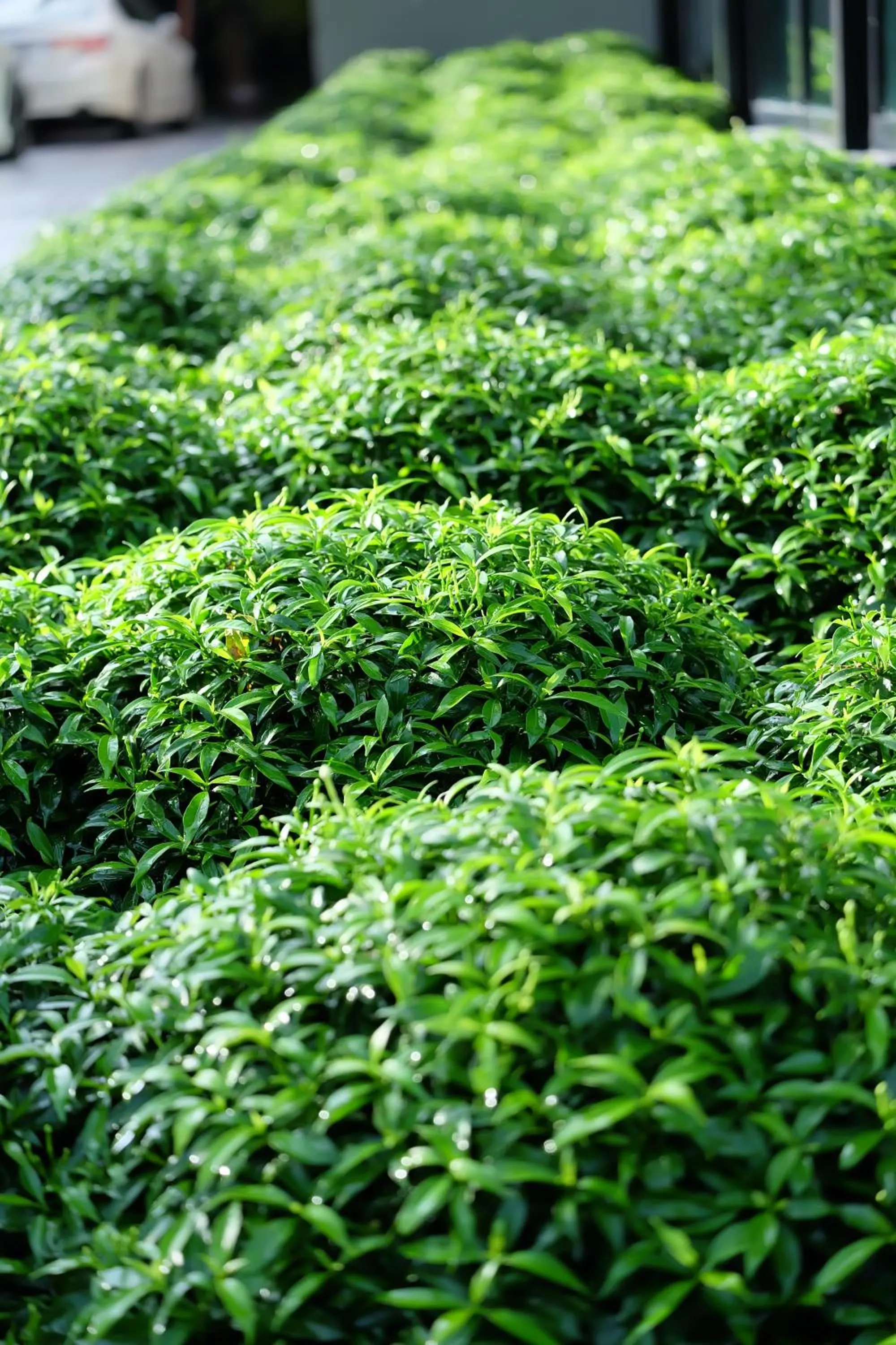 Montana Hotel Songkhla