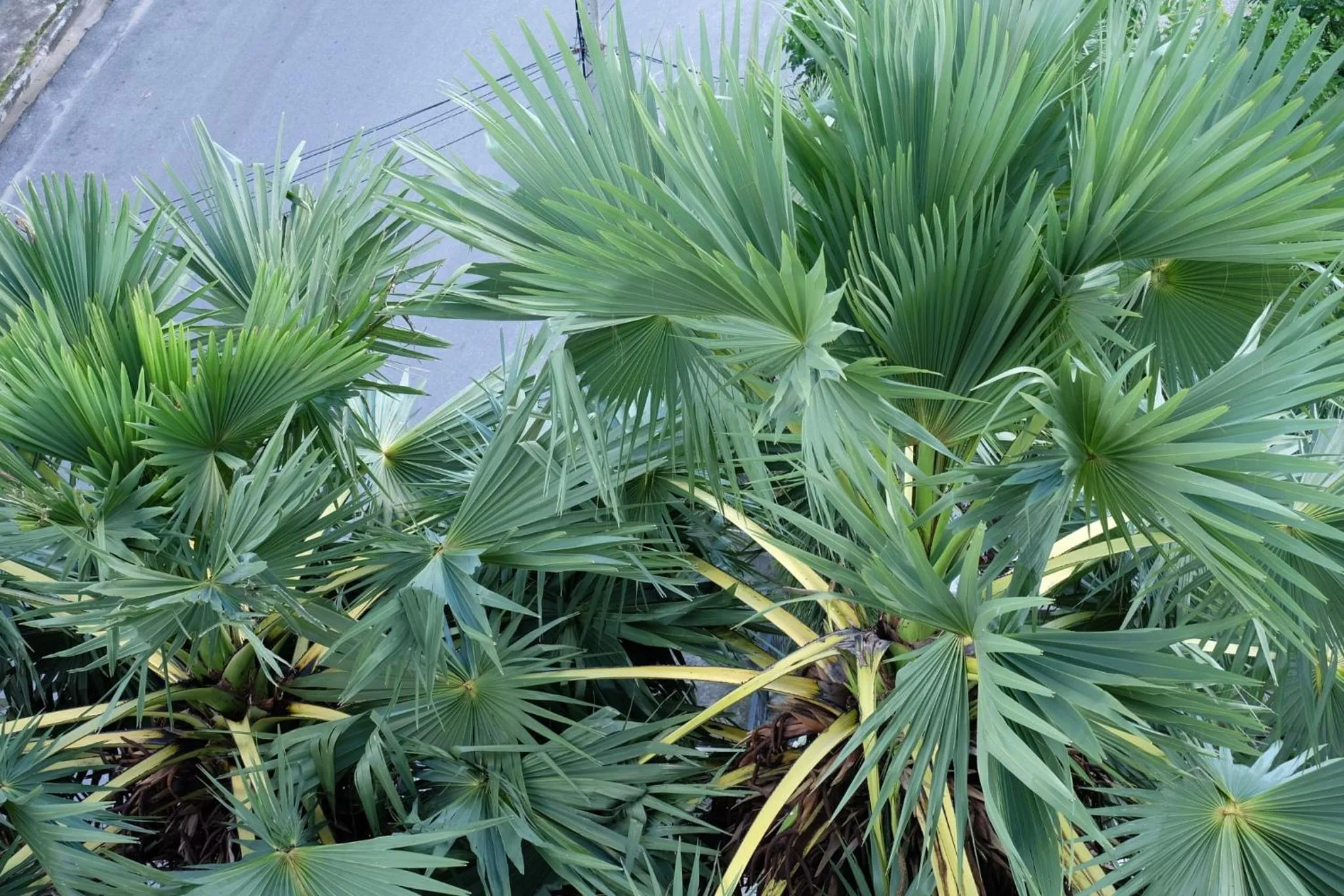 Balcony/Terrace in Montana Hotel Songkhla