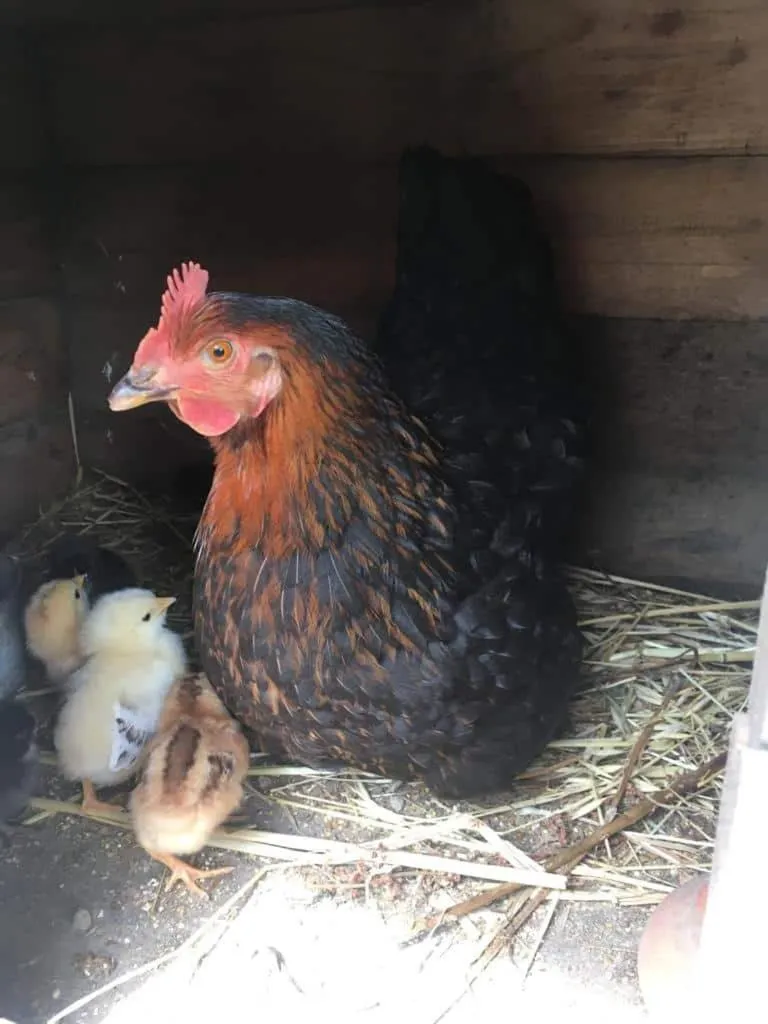 Animals in B & B Evergreen