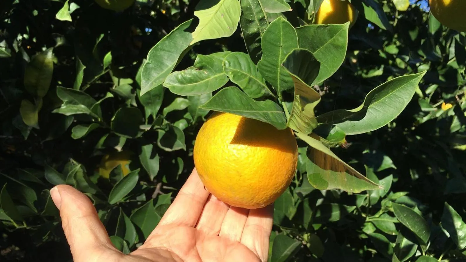 Garden in B & B Evergreen