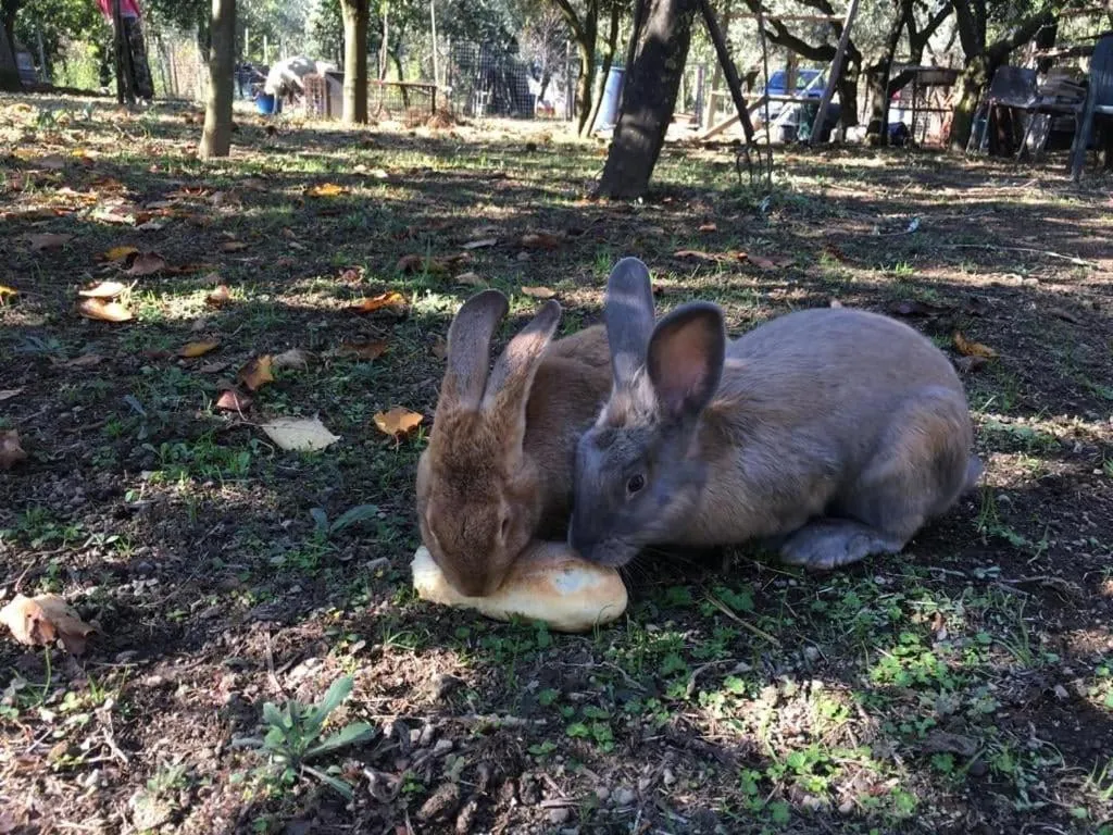 Animals in B & B Evergreen