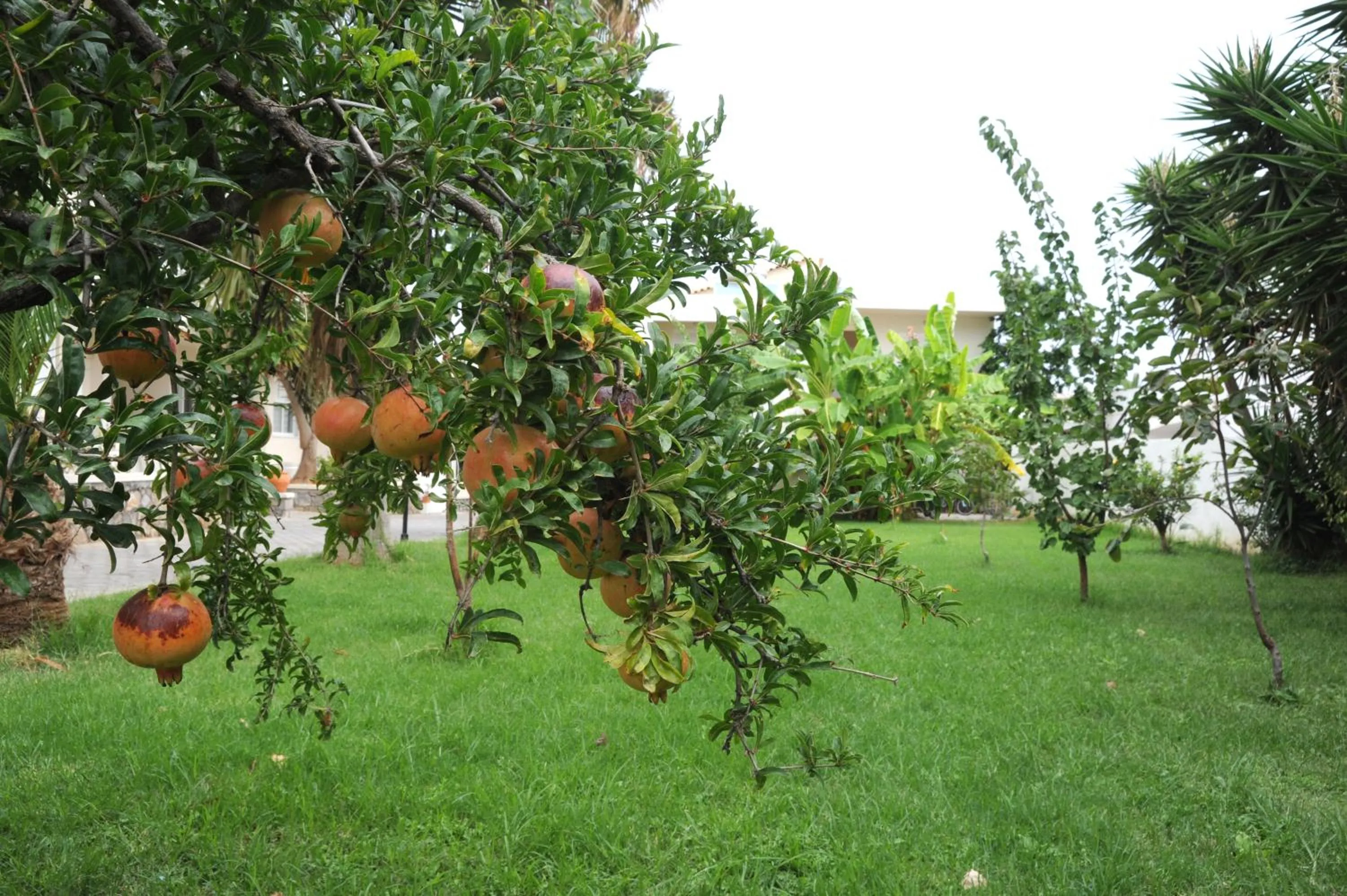 Garden in Evilion hotel