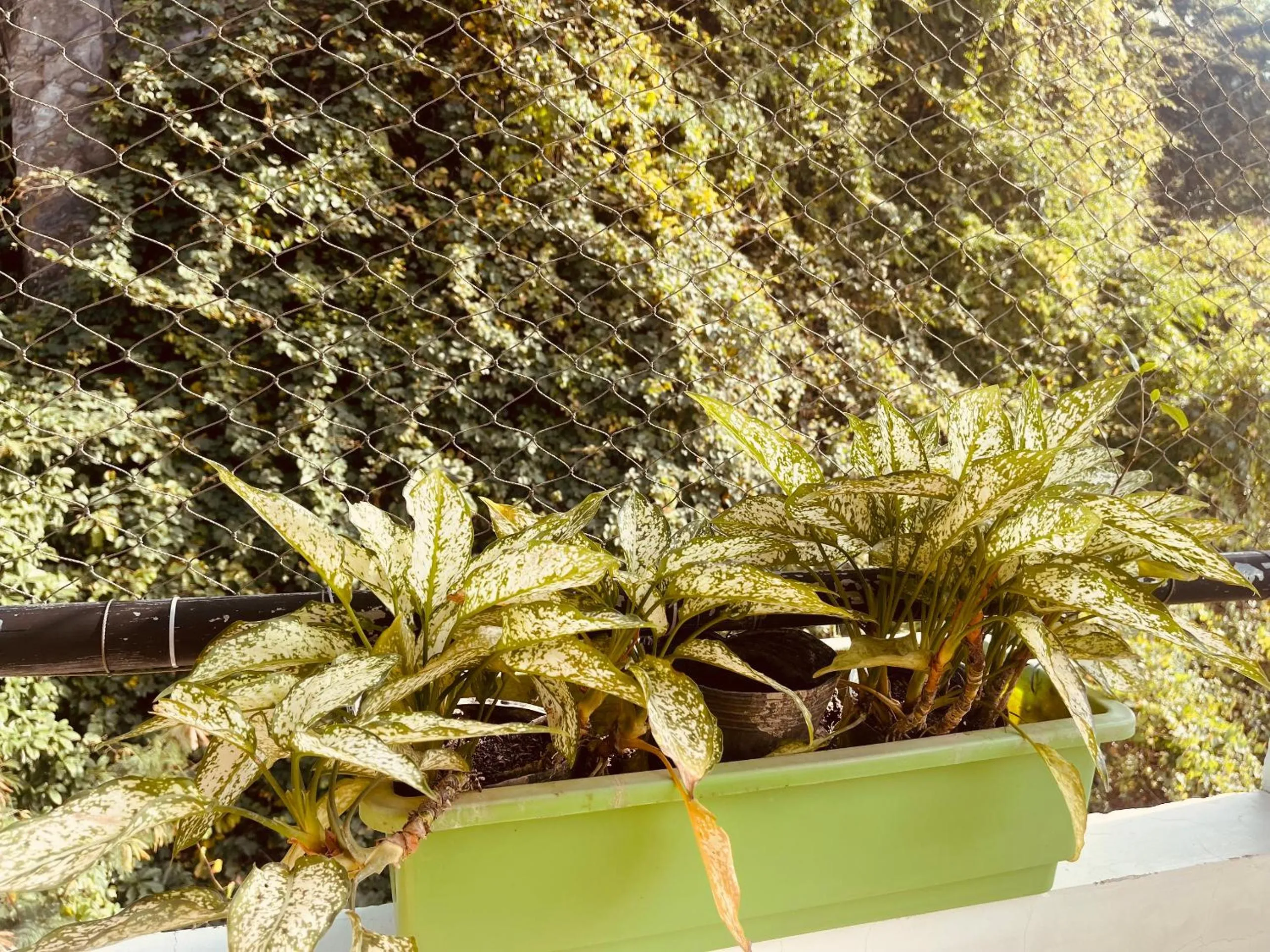 CatBa Sky View Hotel